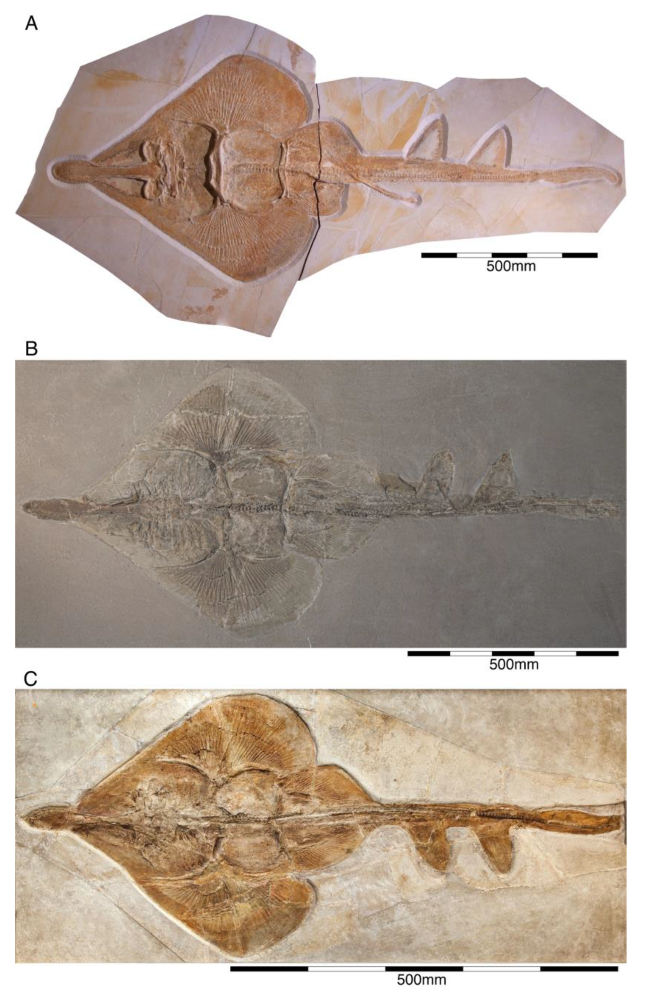 Diversity 15 00386 g032