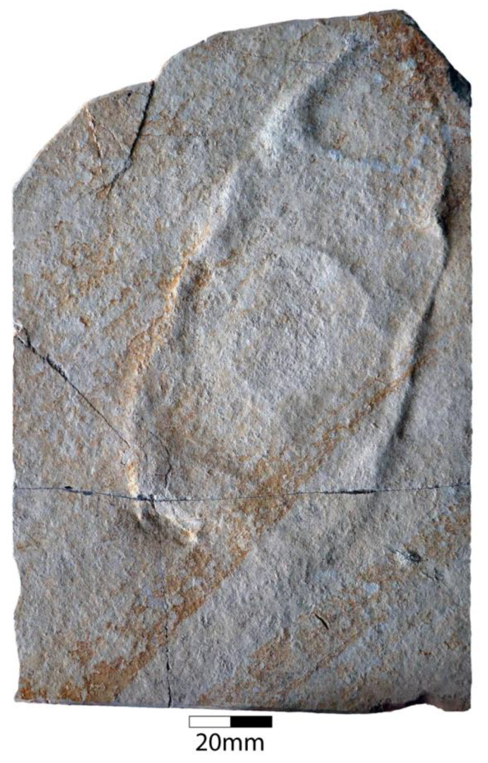 Diversity 15 00386 g033