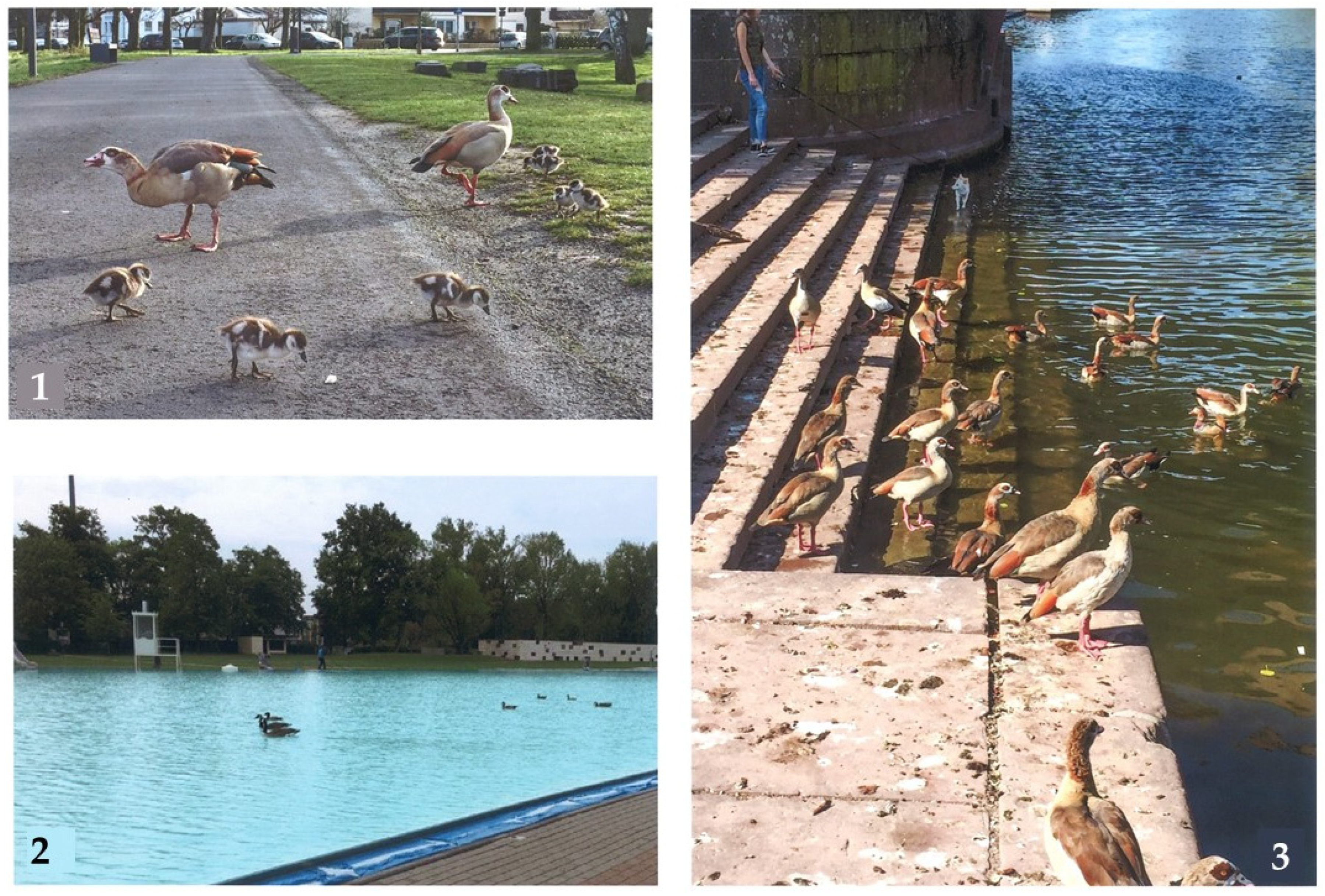 Diversity 15 00388 g001