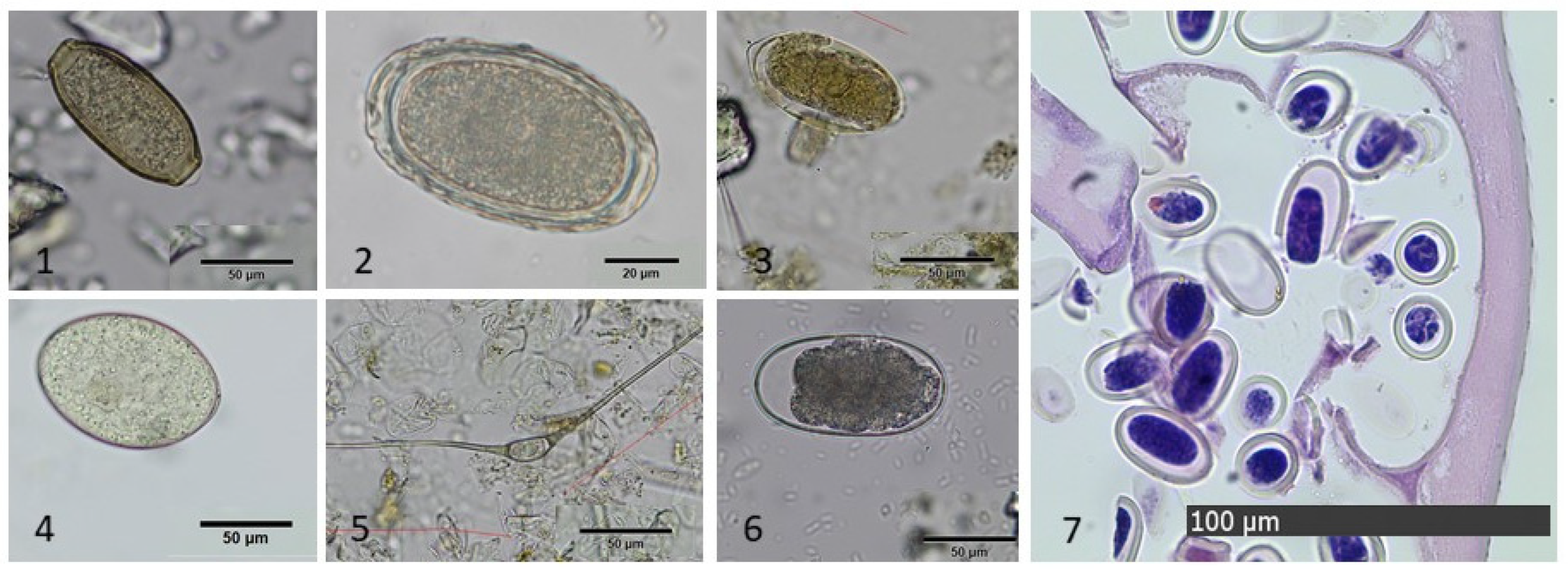 Diversity 15 00388 g005