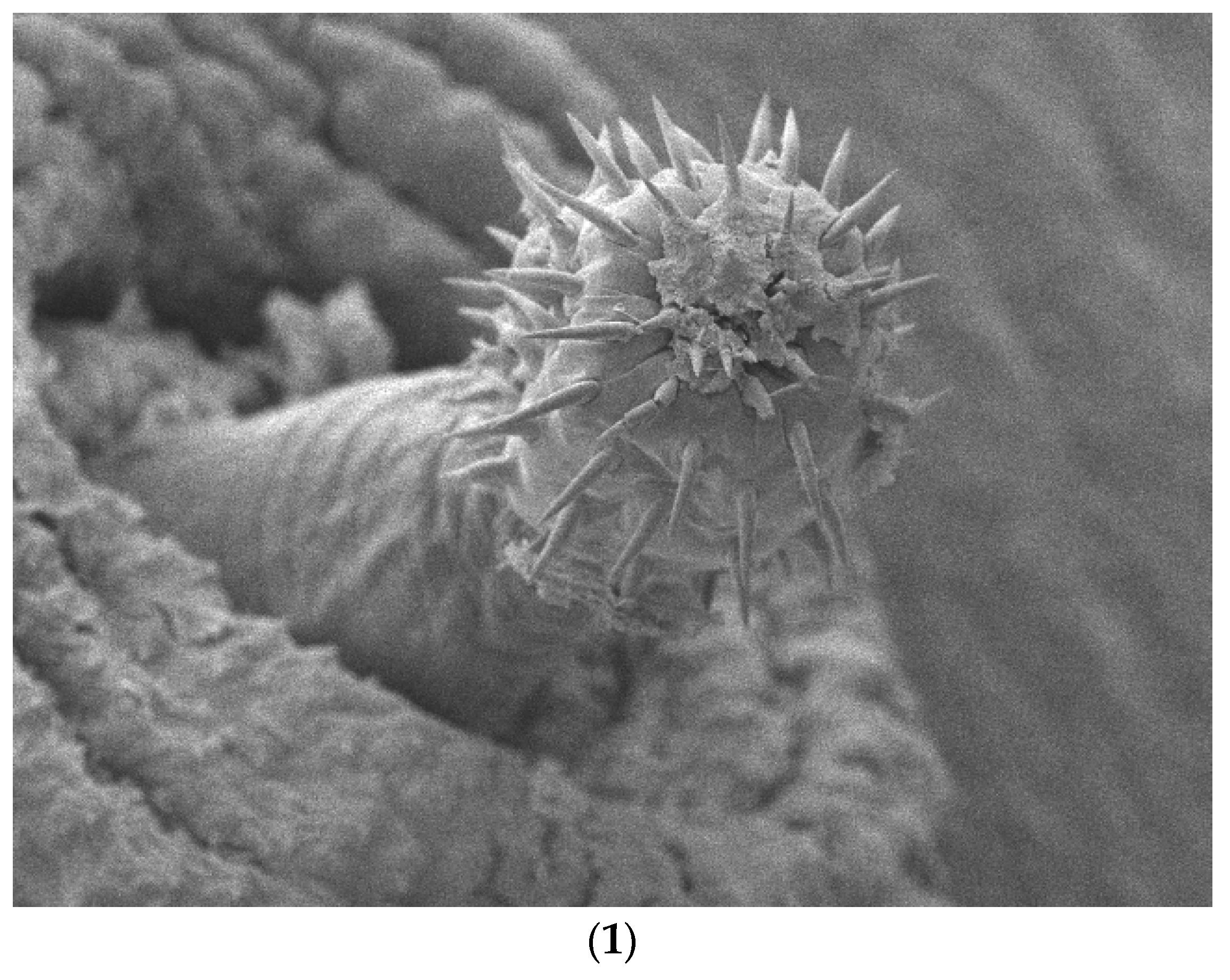 Diversity 15 00388 g006a