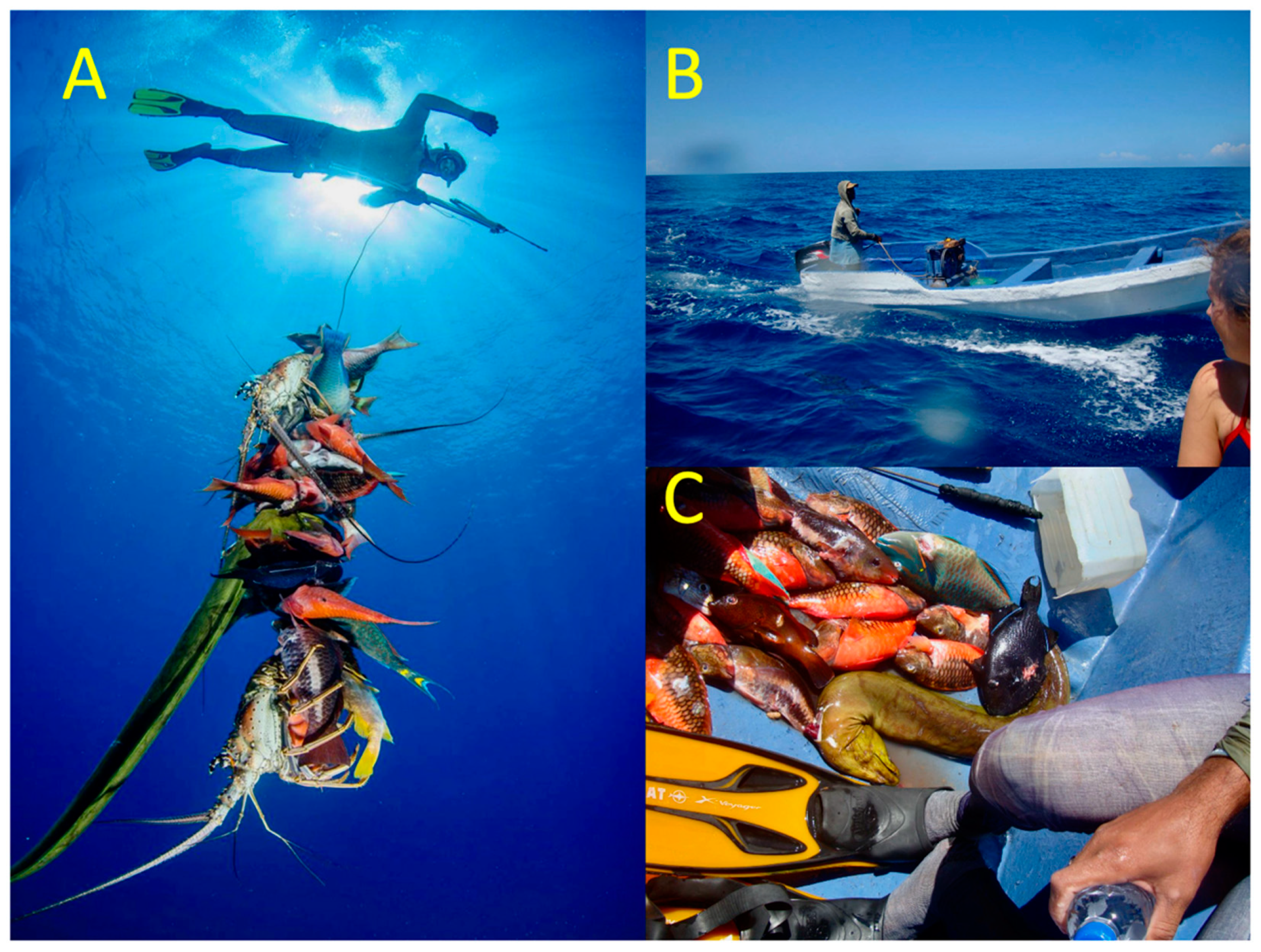 Diversity 15 00389 g008