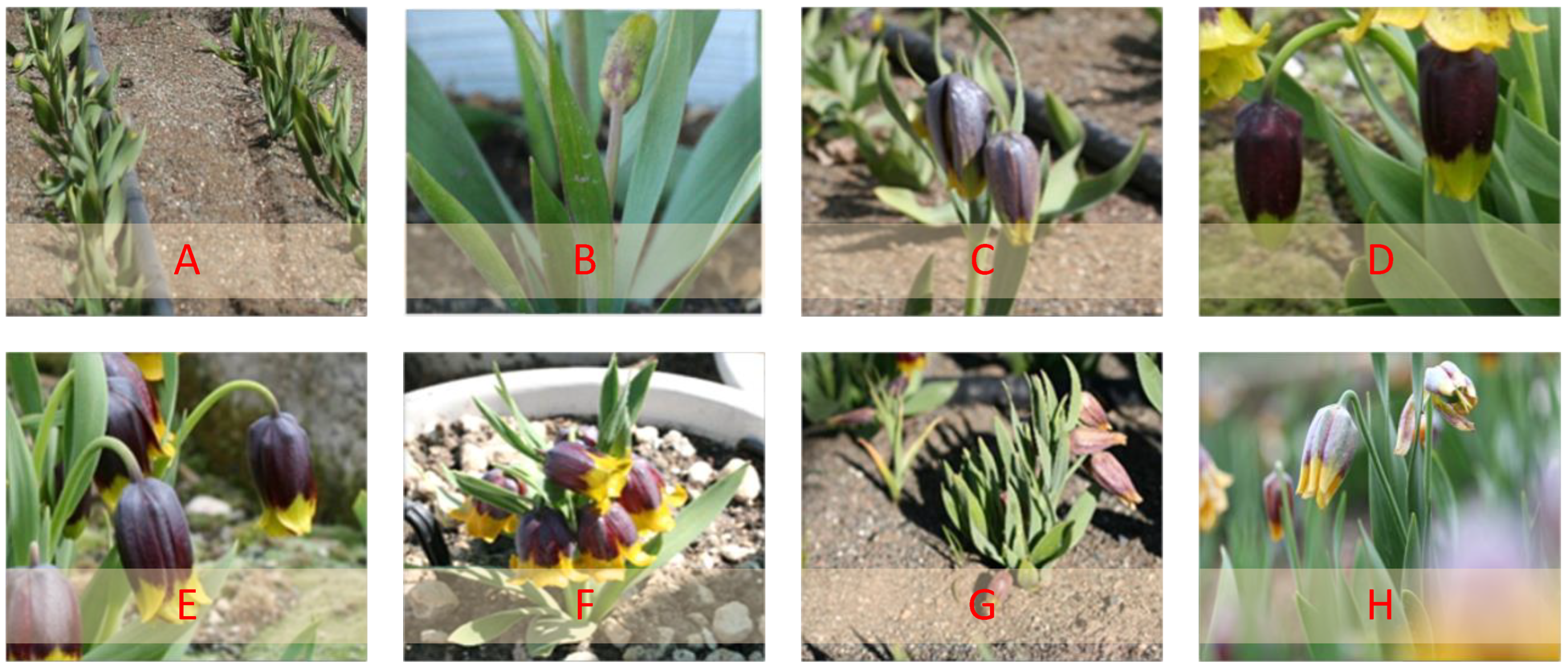 Diversity 15 00414 g001