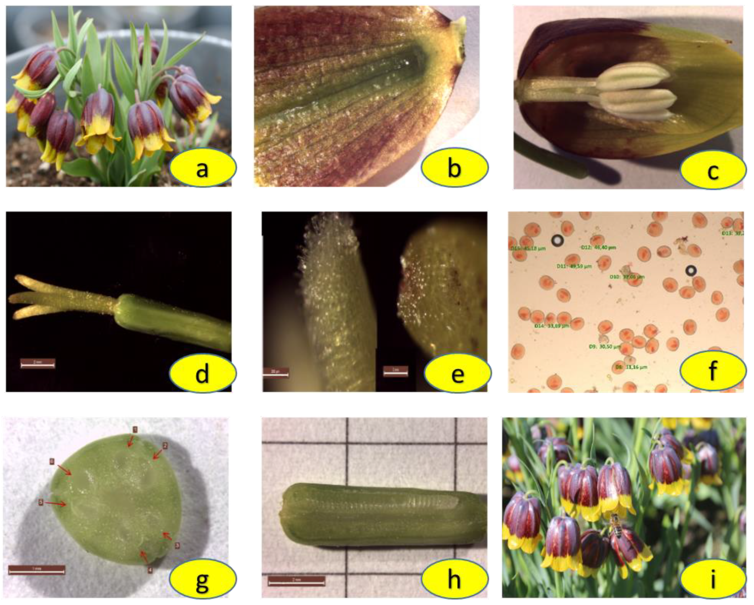 Diversity 15 00414 g002