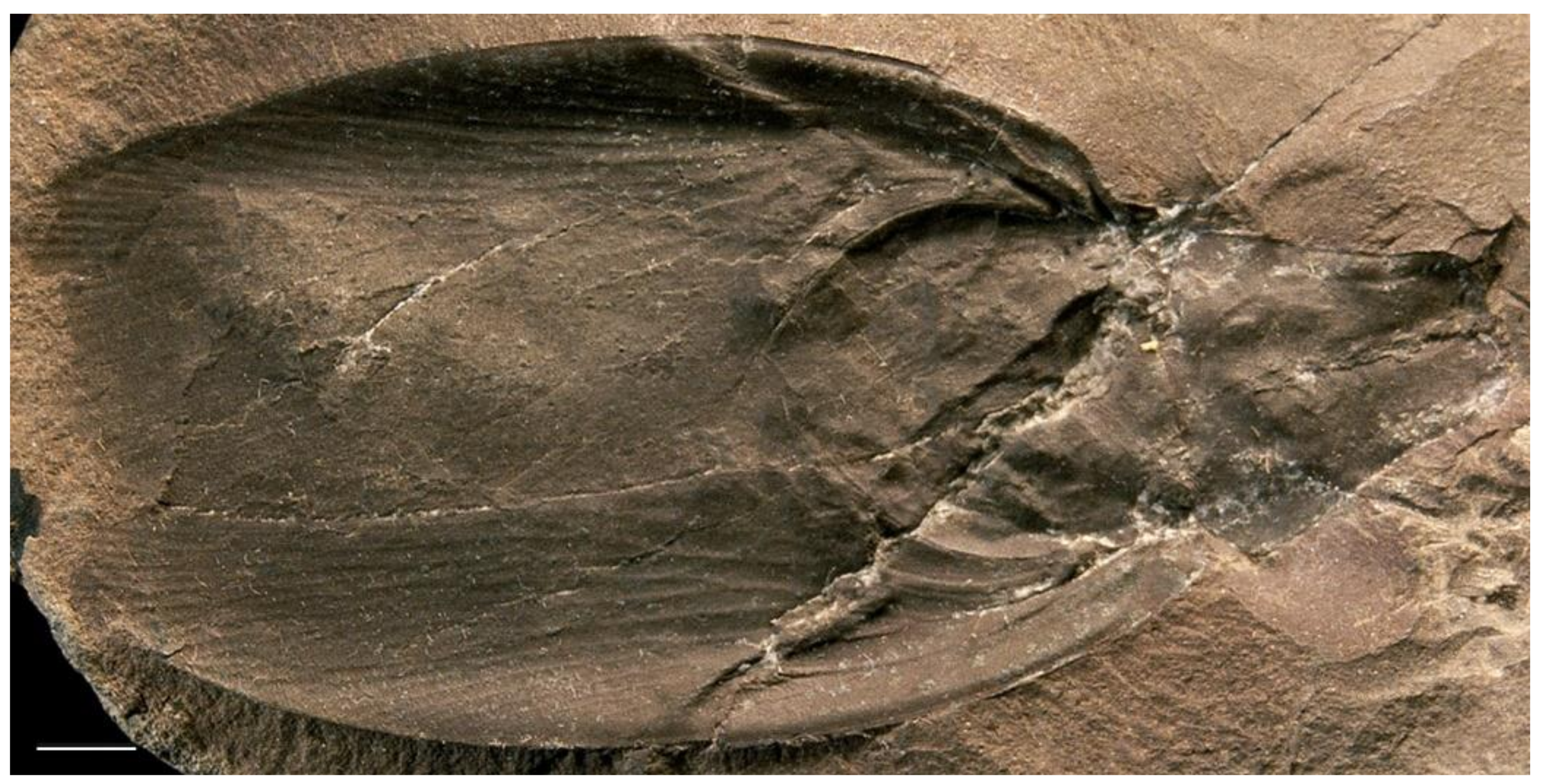 Diversity 15 00429 g004 Diversity 15 00429 g004