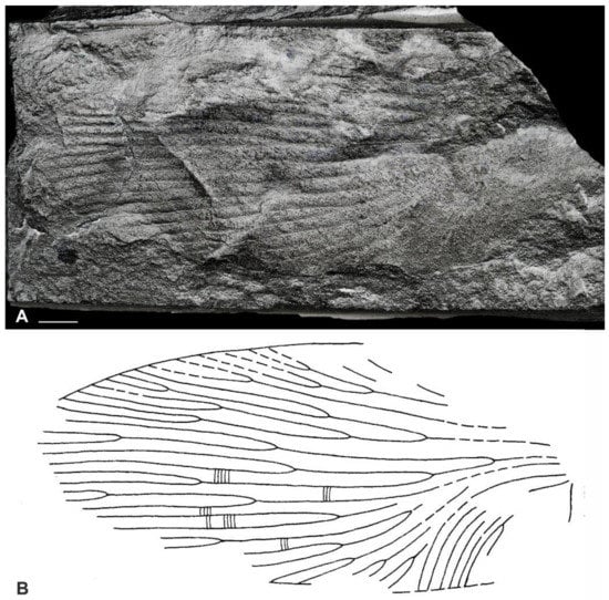 Diversity 15 00429 g005