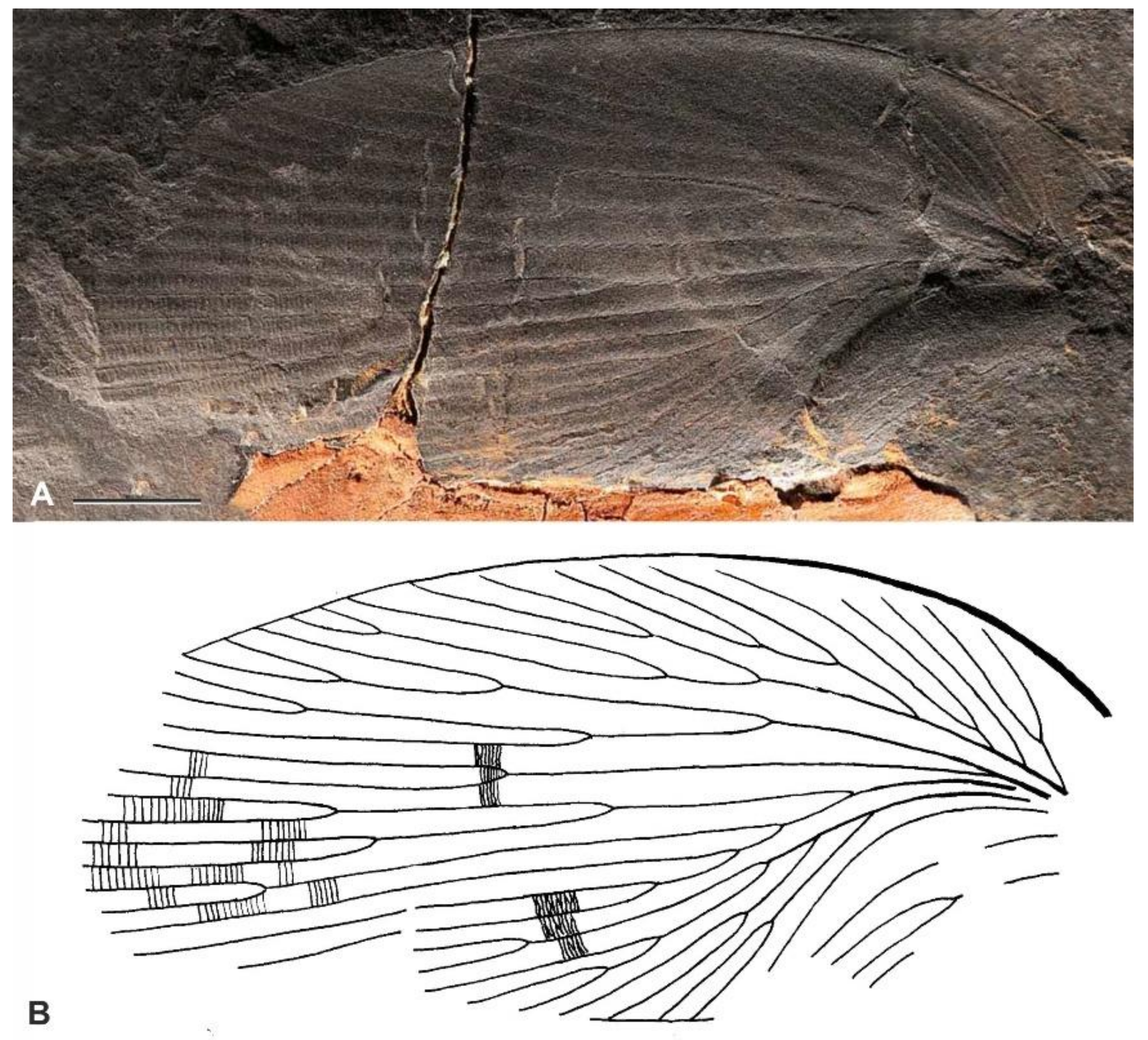 Diversity 15 00429 g006 Diversity 15 00429 g006