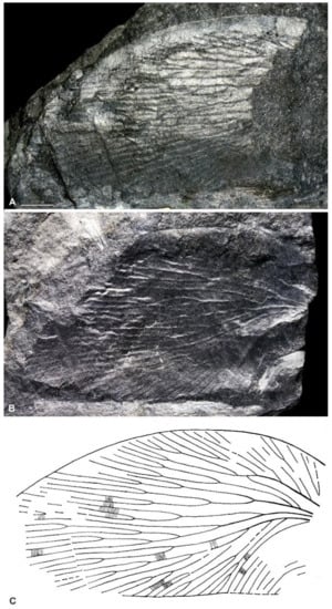 Diversity 15 00429 g007