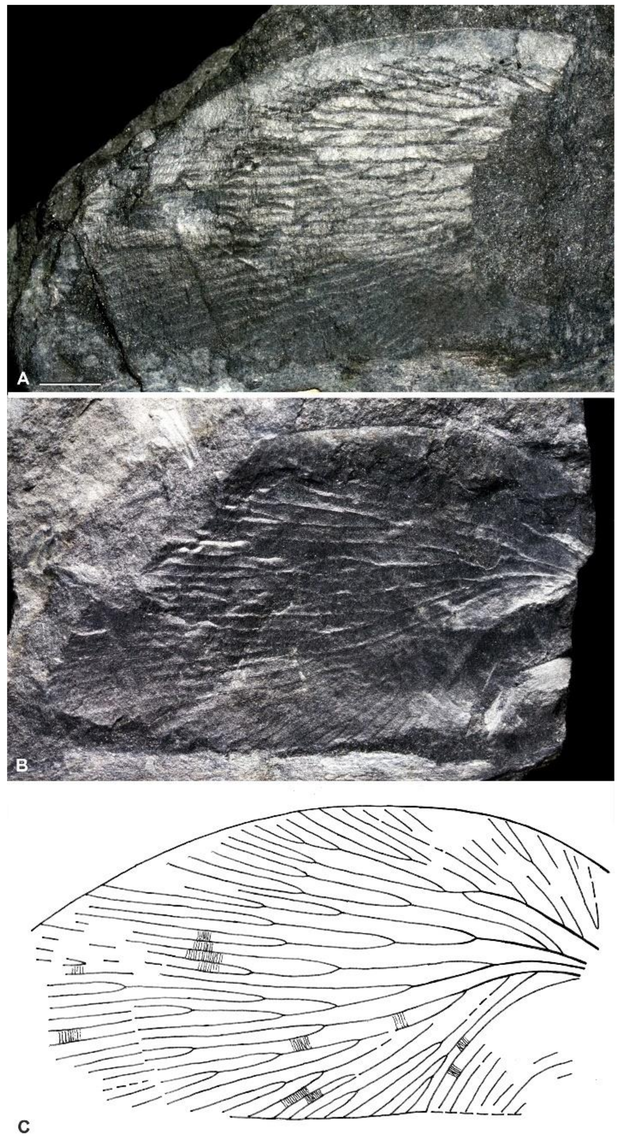 Diversity 15 00429 g007 Diversity 15 00429 g007