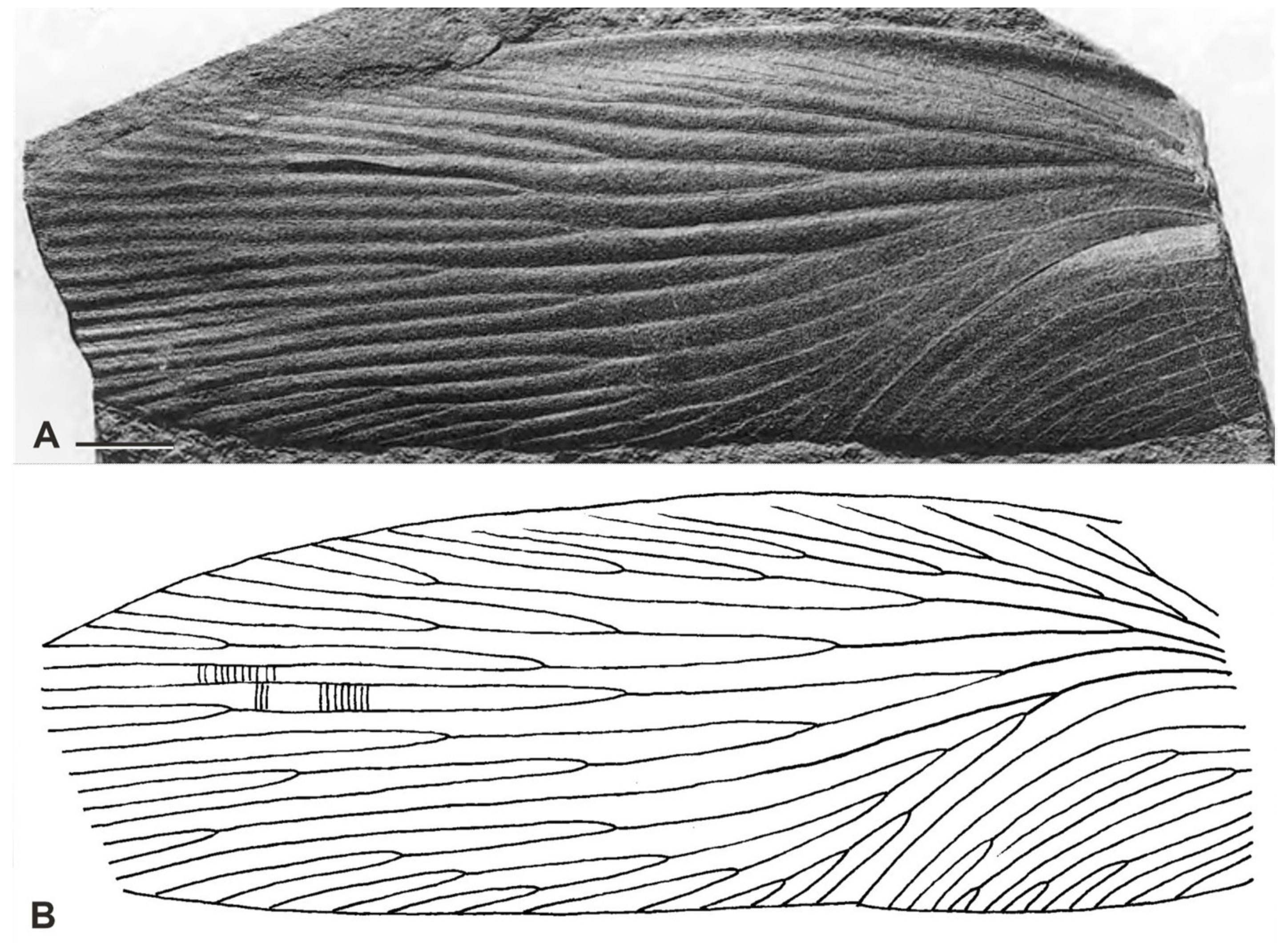 Diversity 15 00429 g009 Diversity 15 00429 g009