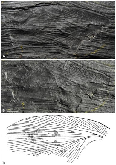 Diversity 15 00429 g010