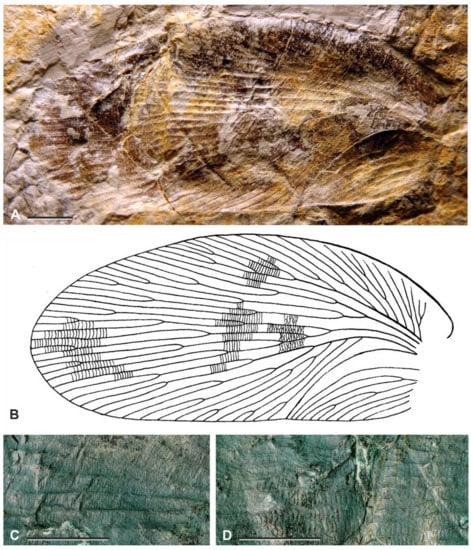 Diversity 15 00429 g011