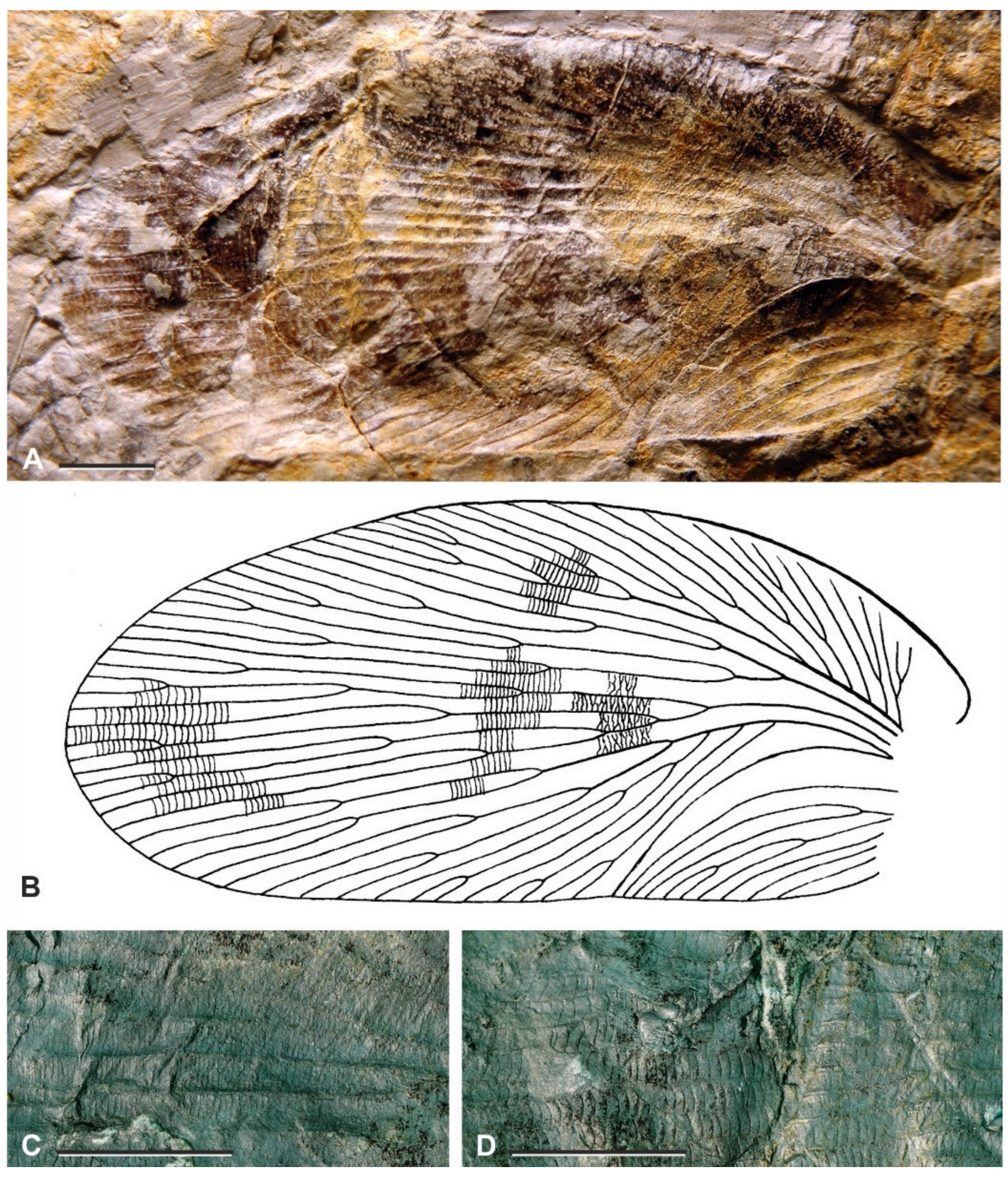 Diversity 15 00429 g011 Diversity 15 00429 g011