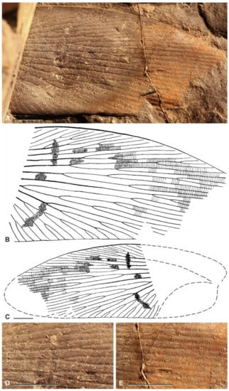 Diversity 15 00429 g012