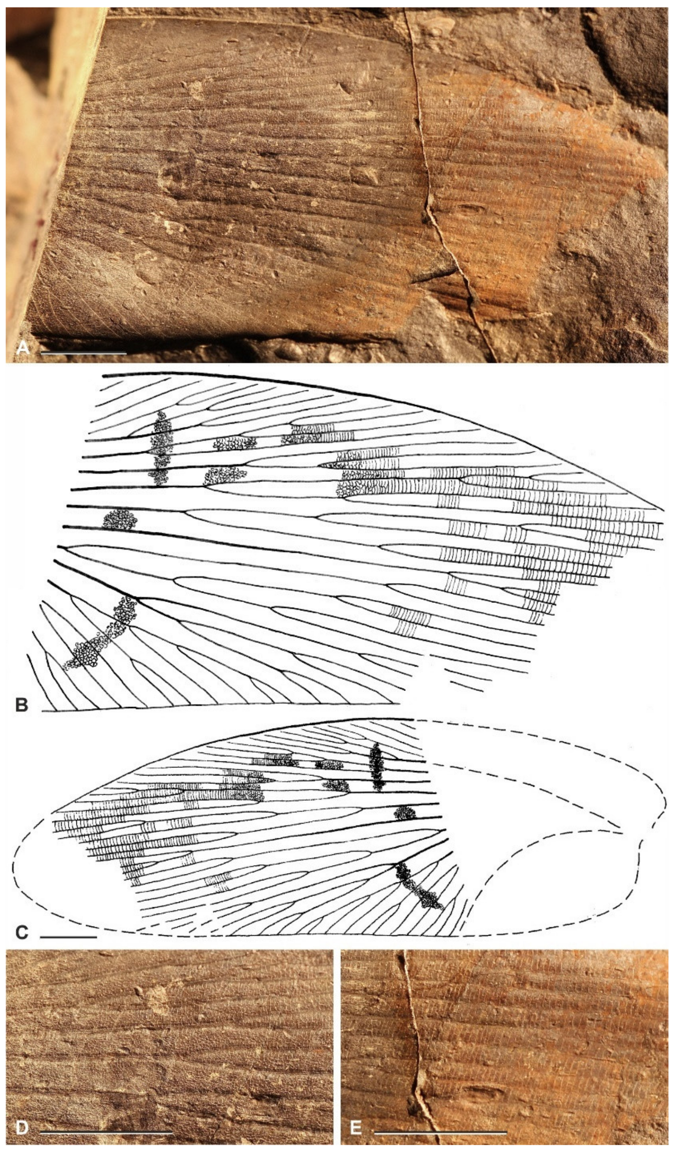 Diversity 15 00429 g012 Diversity 15 00429 g012