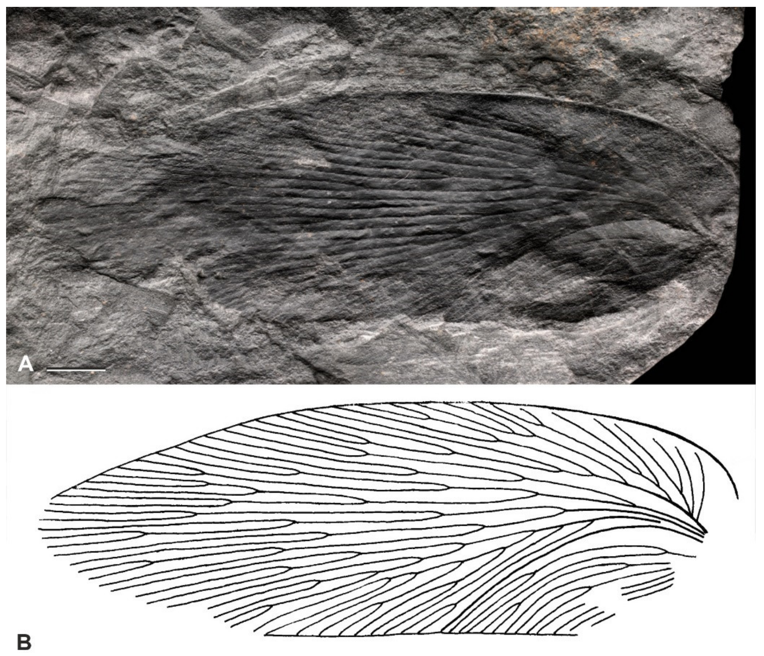 Diversity 15 00429 g013 Diversity 15 00429 g013