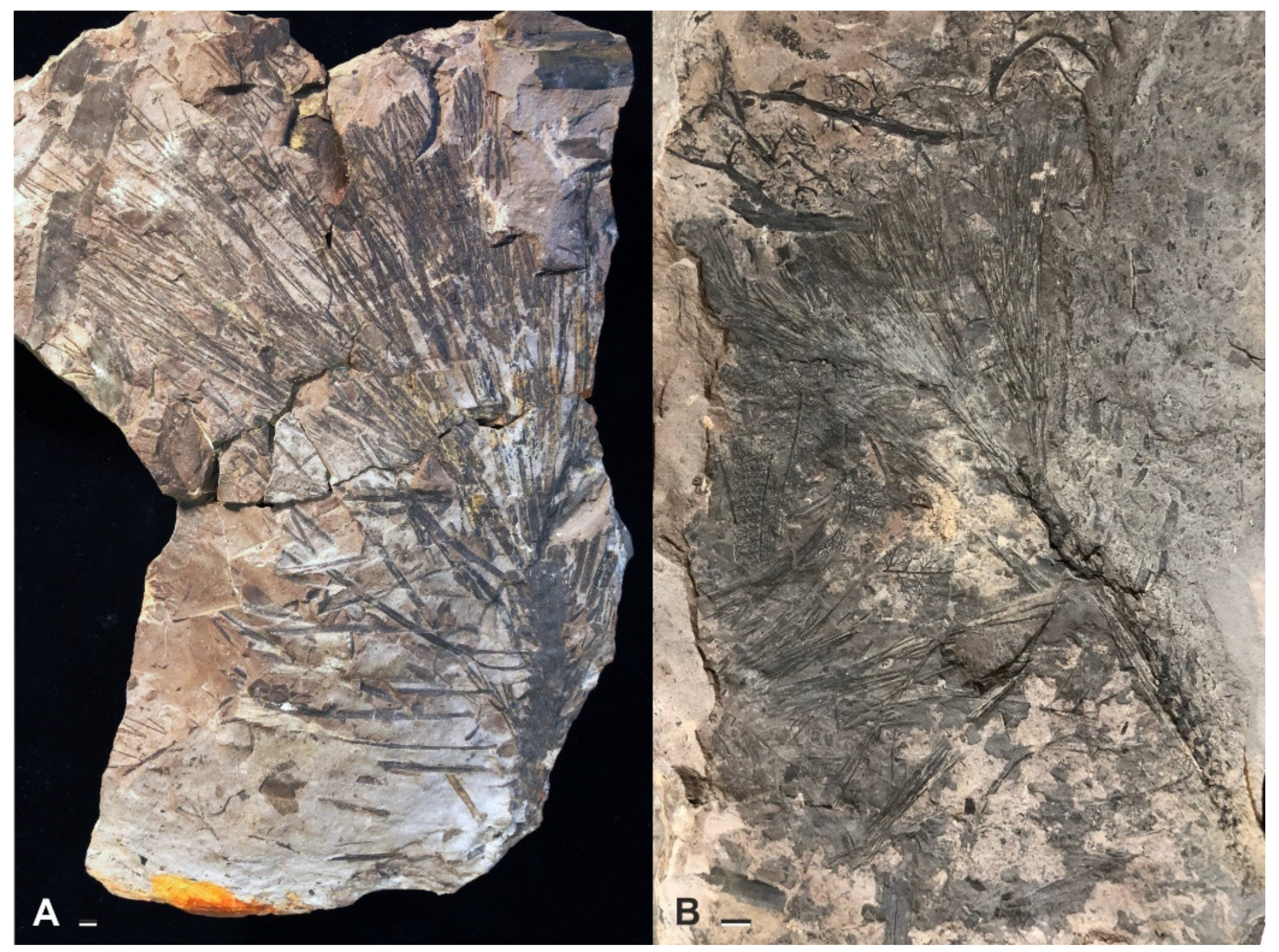 Diversity 15 00429 g016 Diversity 15 00429 g016