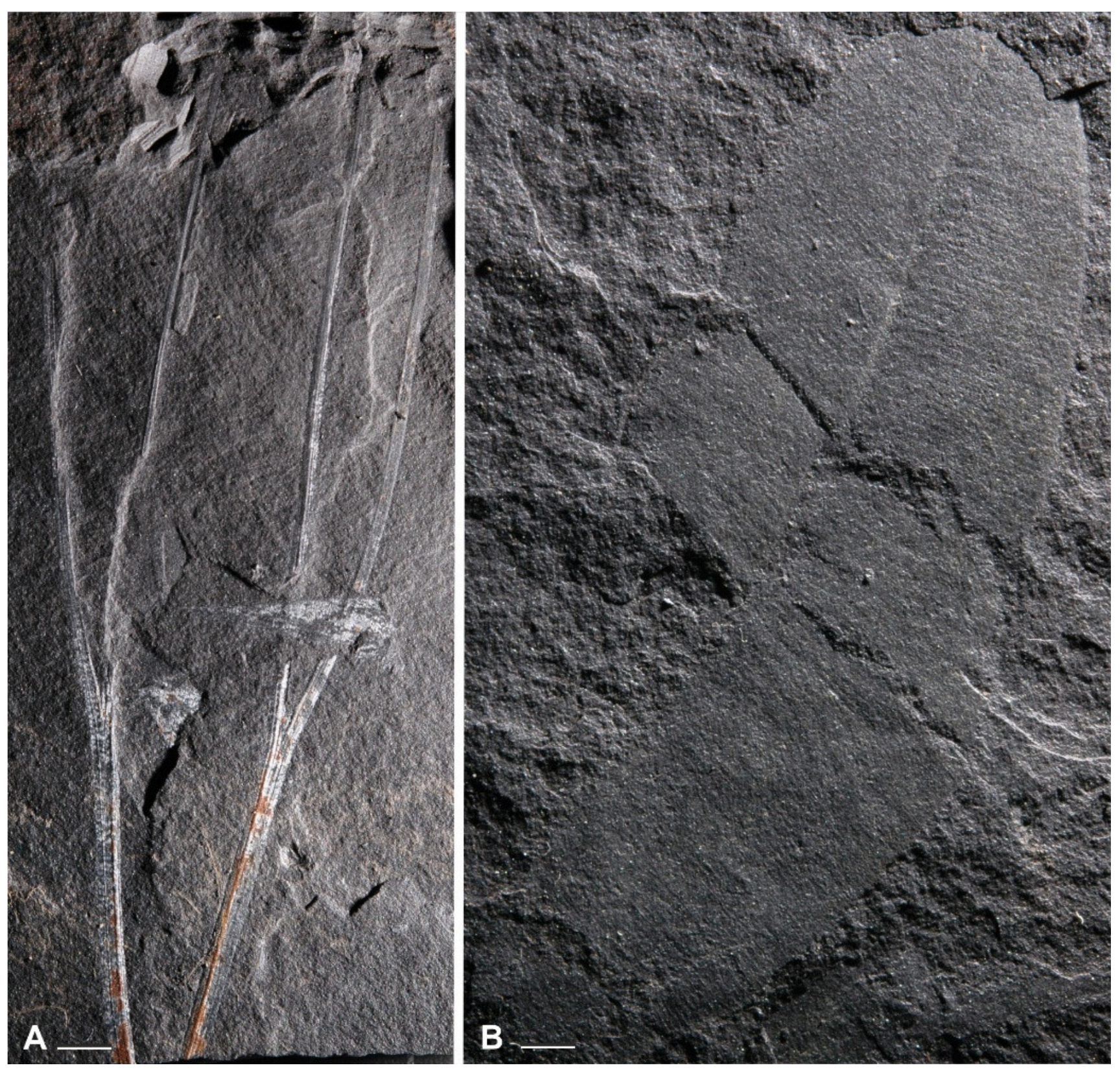 Diversity 15 00429 g017 Diversity 15 00429 g017