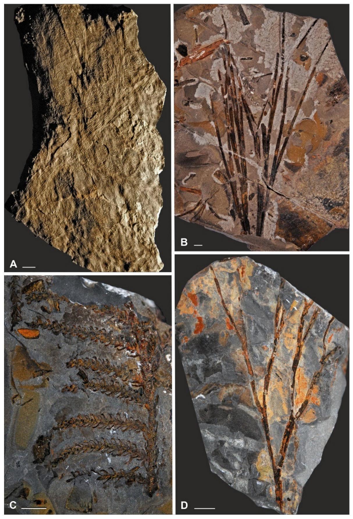 Diversity 15 00429 g019 Diversity 15 00429 g019