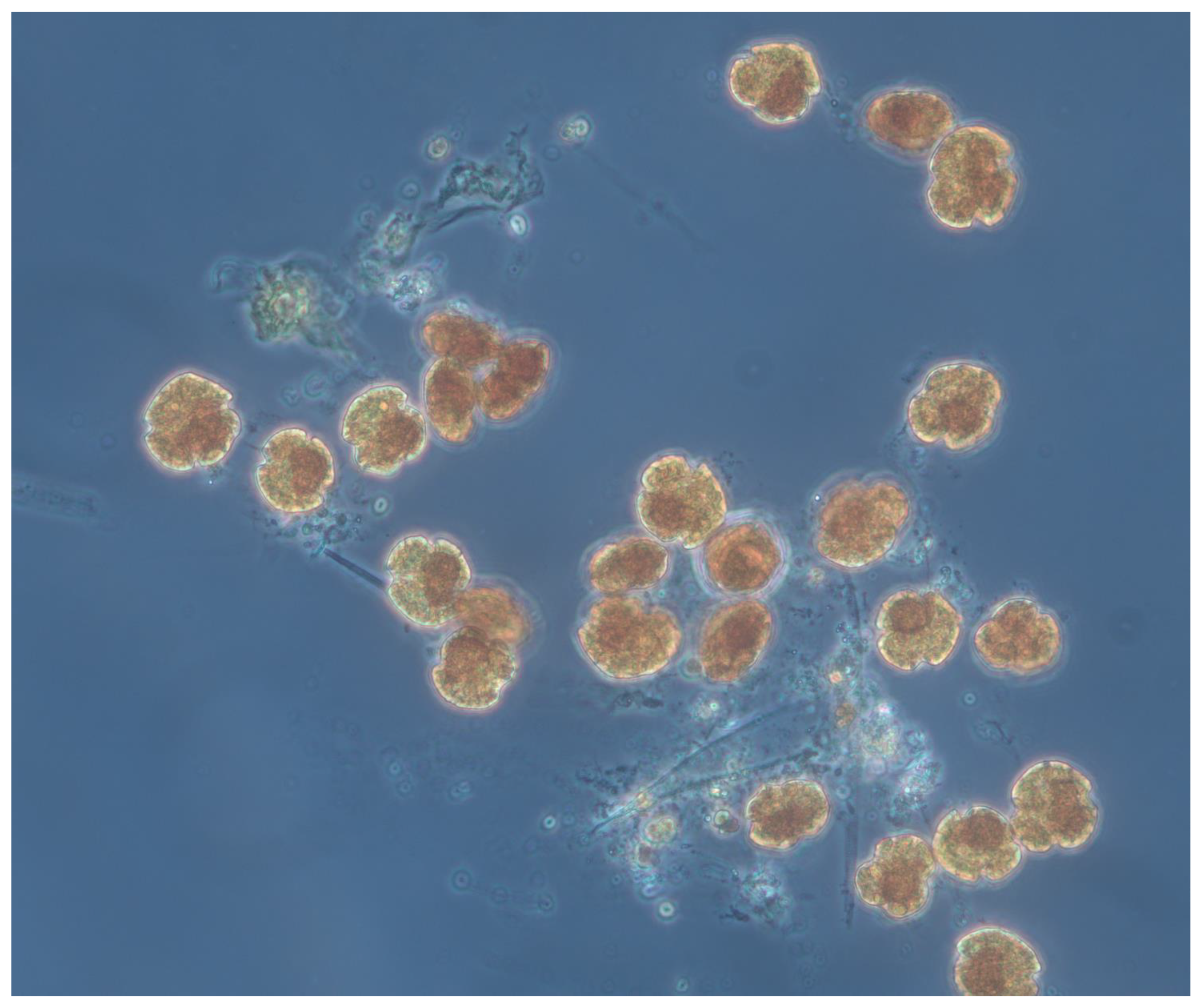 Diversity 15 00434 g008