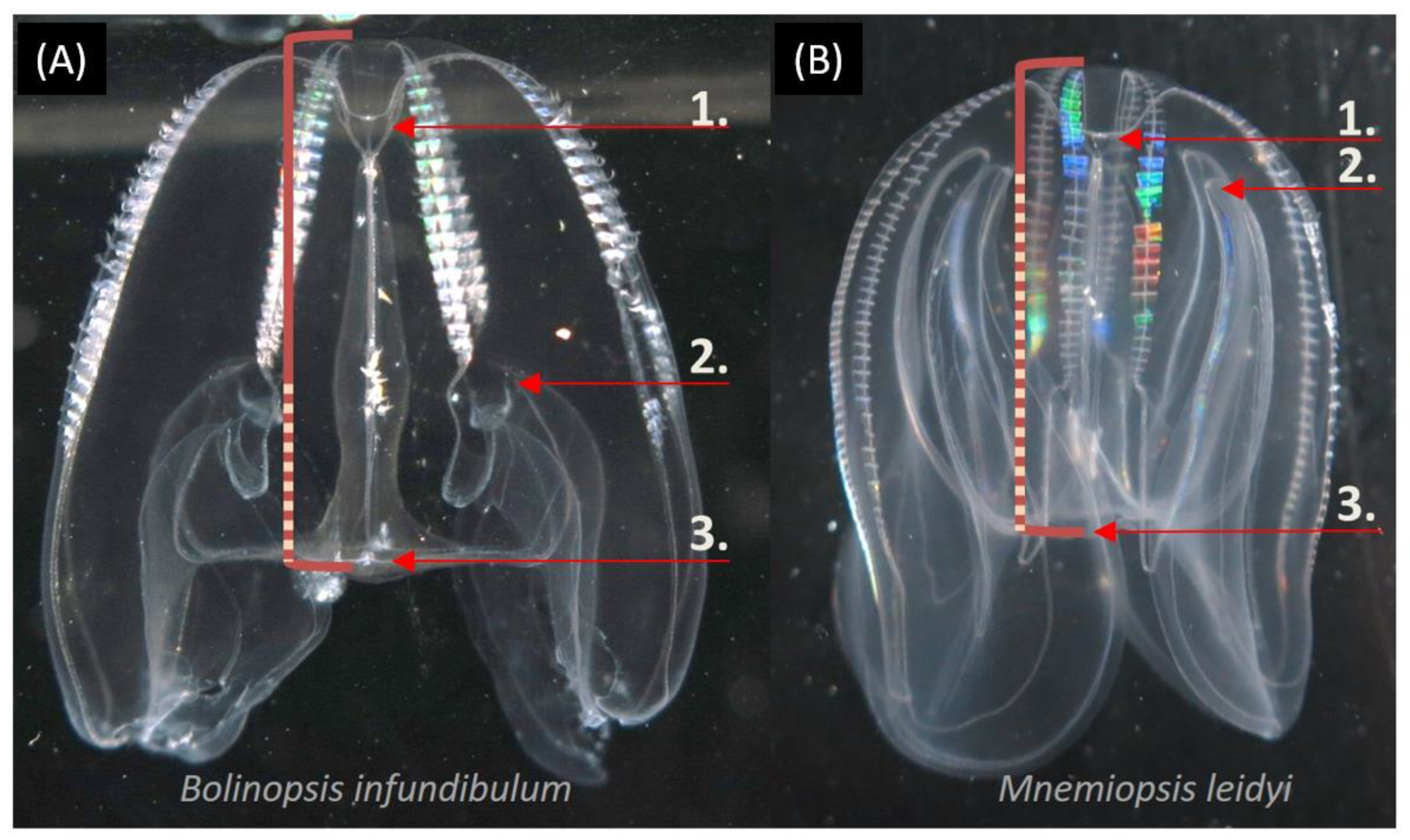Diversity 15 00434 g010