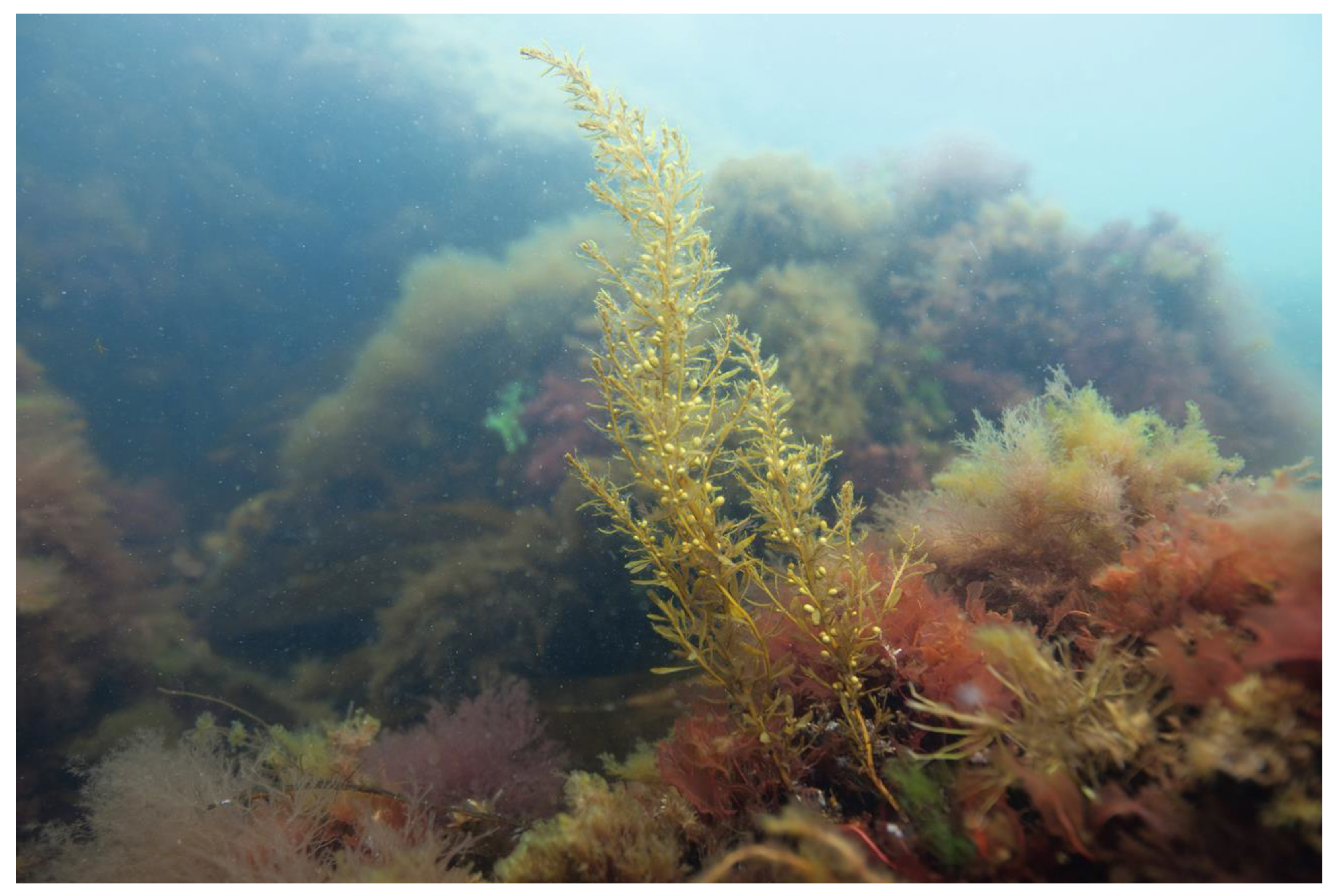 Diversity 15 00434 g016