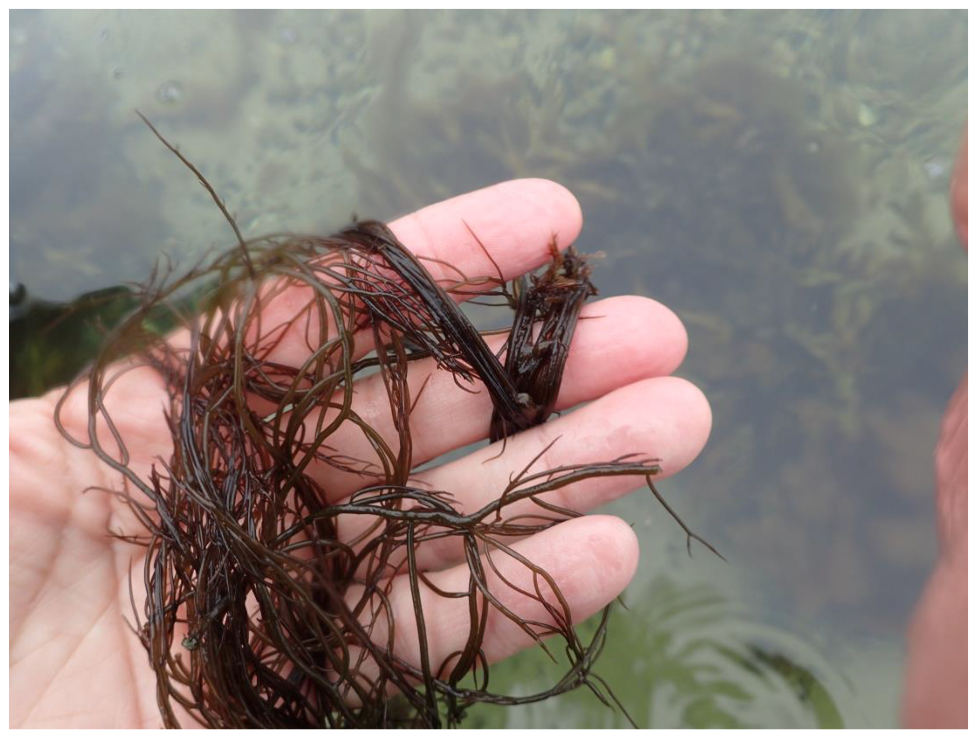 Diversity 15 00434 g018