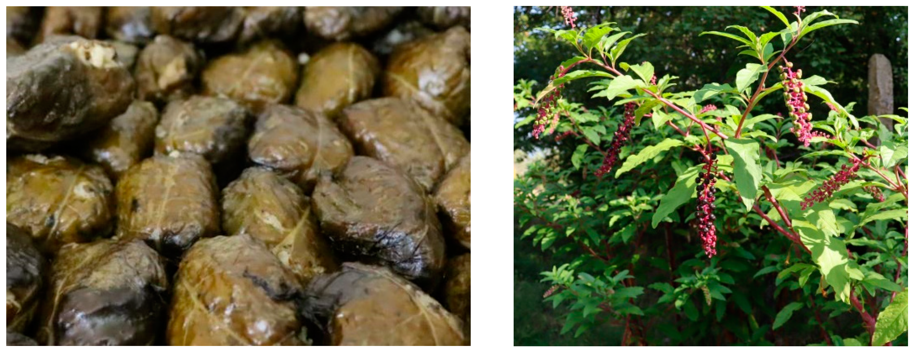 Diversity 15 00435 g007 Diversity 15 00435 g007