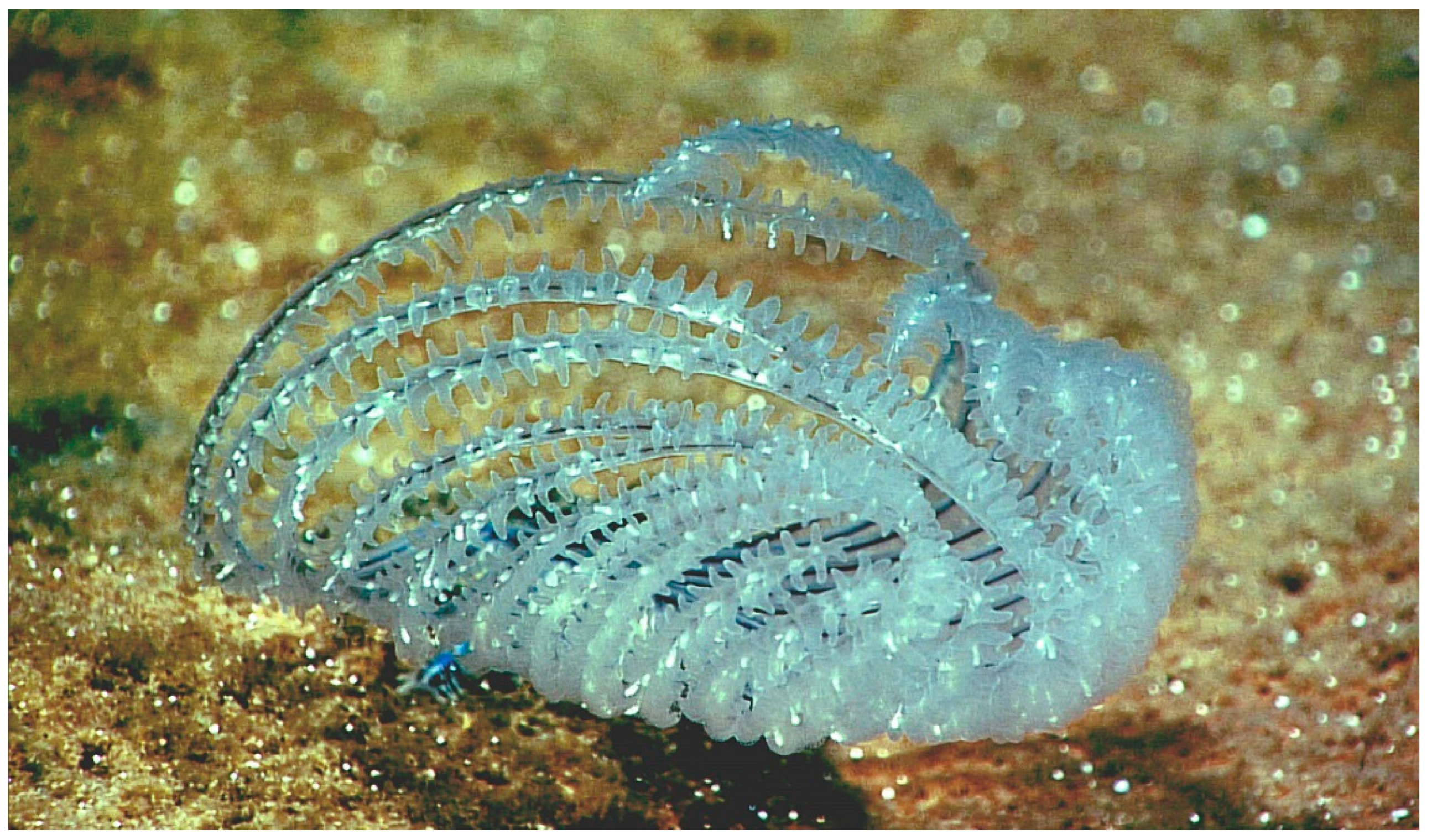 Diversity 15 00436 g001