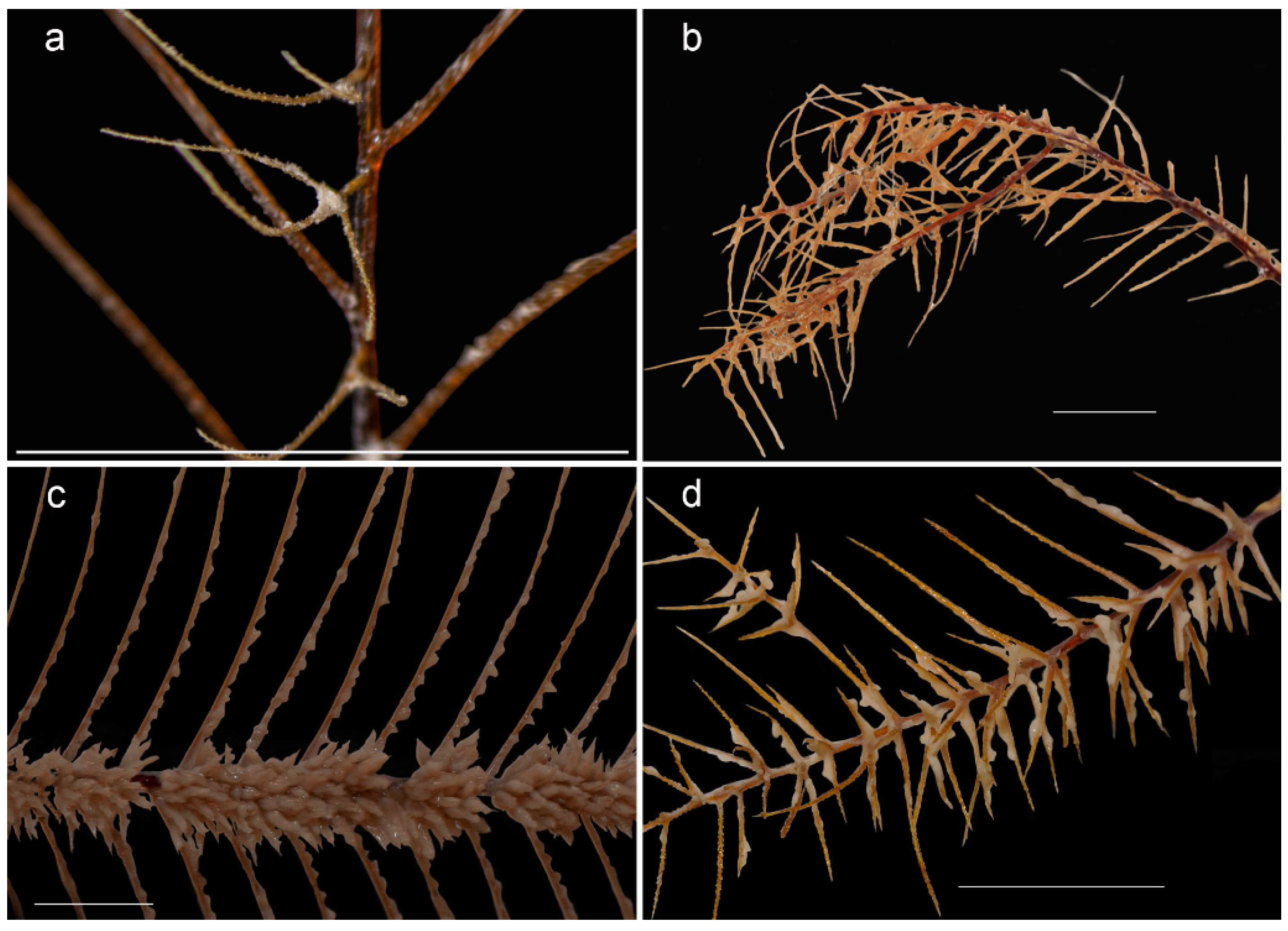 Diversity 15 00436 g003