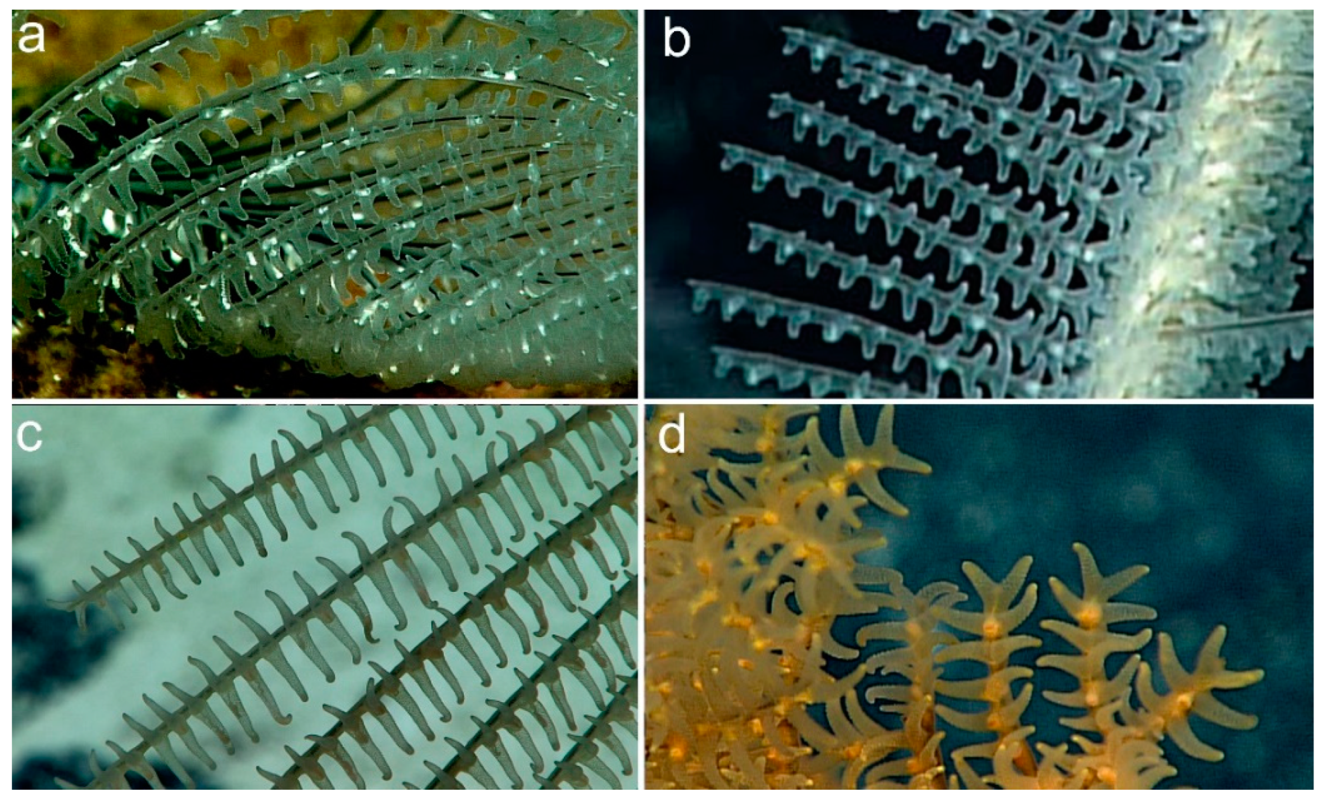 Diversity 15 00436 g004