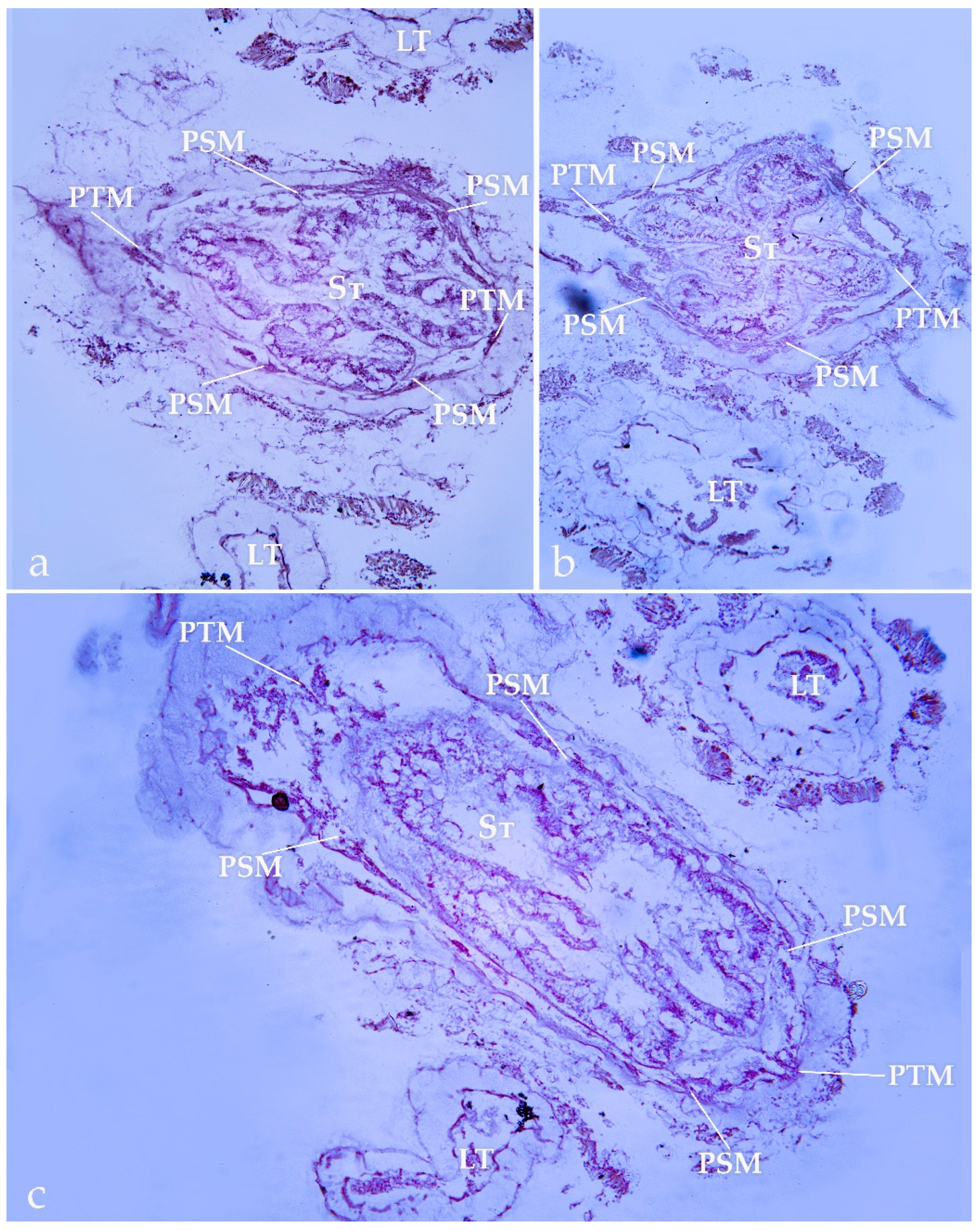 Diversity 15 00436 g005