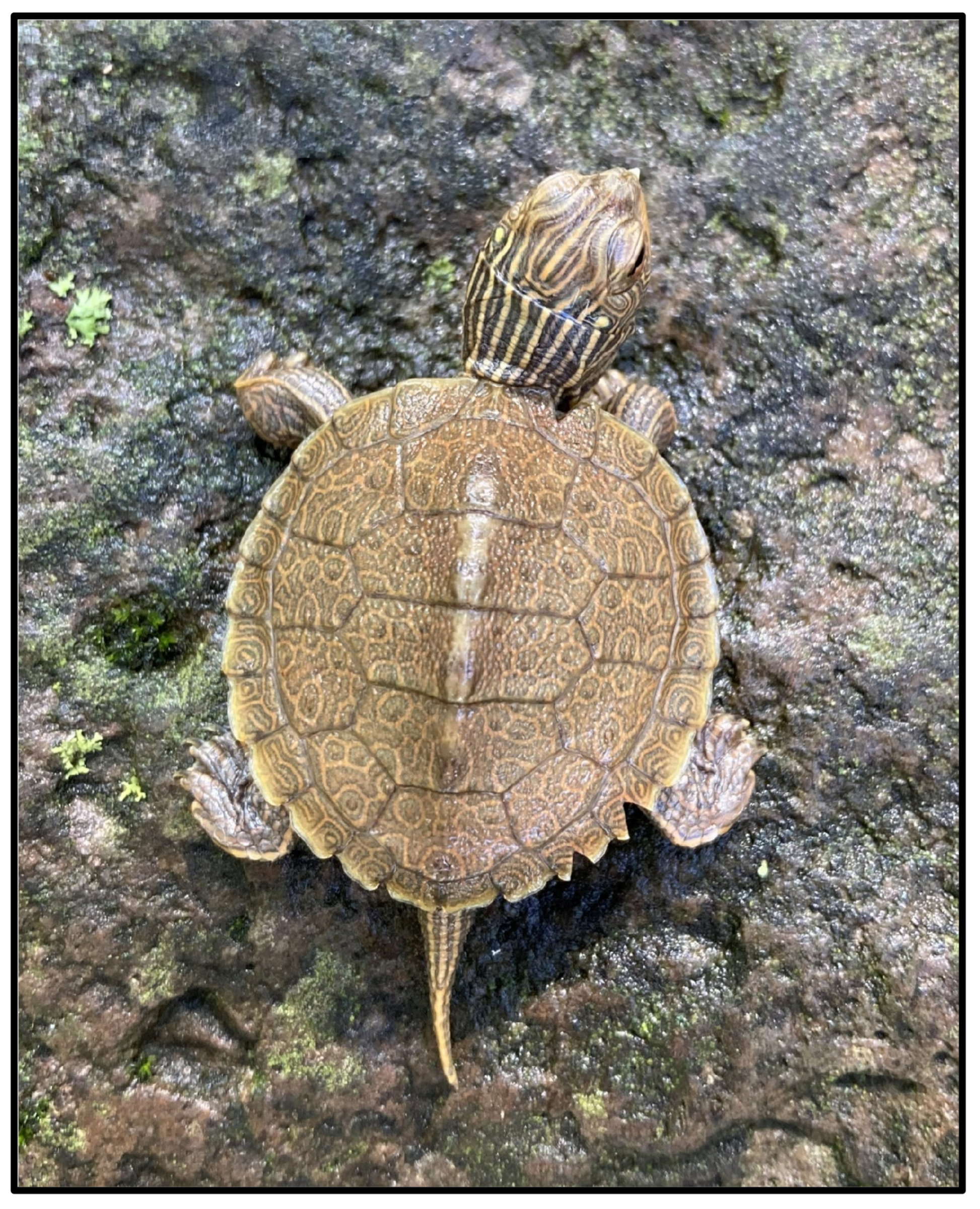 Diversity 15 00444 g002