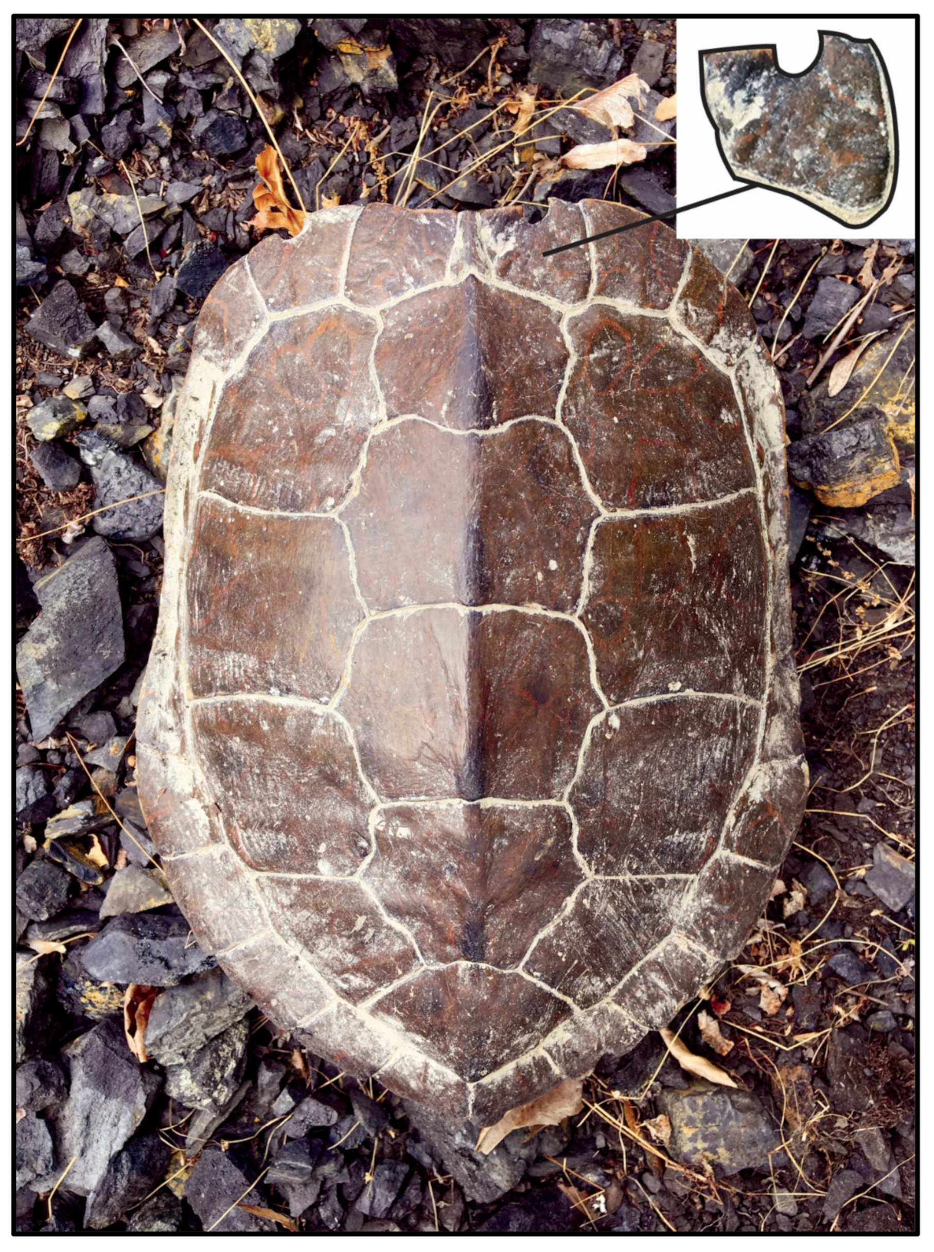 Diversity 15 00444 g003