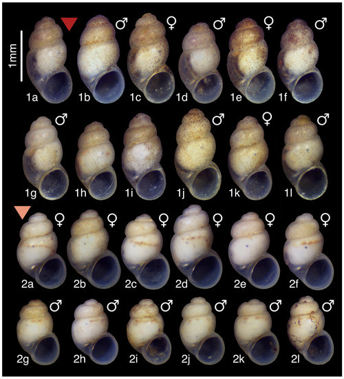 Diversity 15 00450 g009