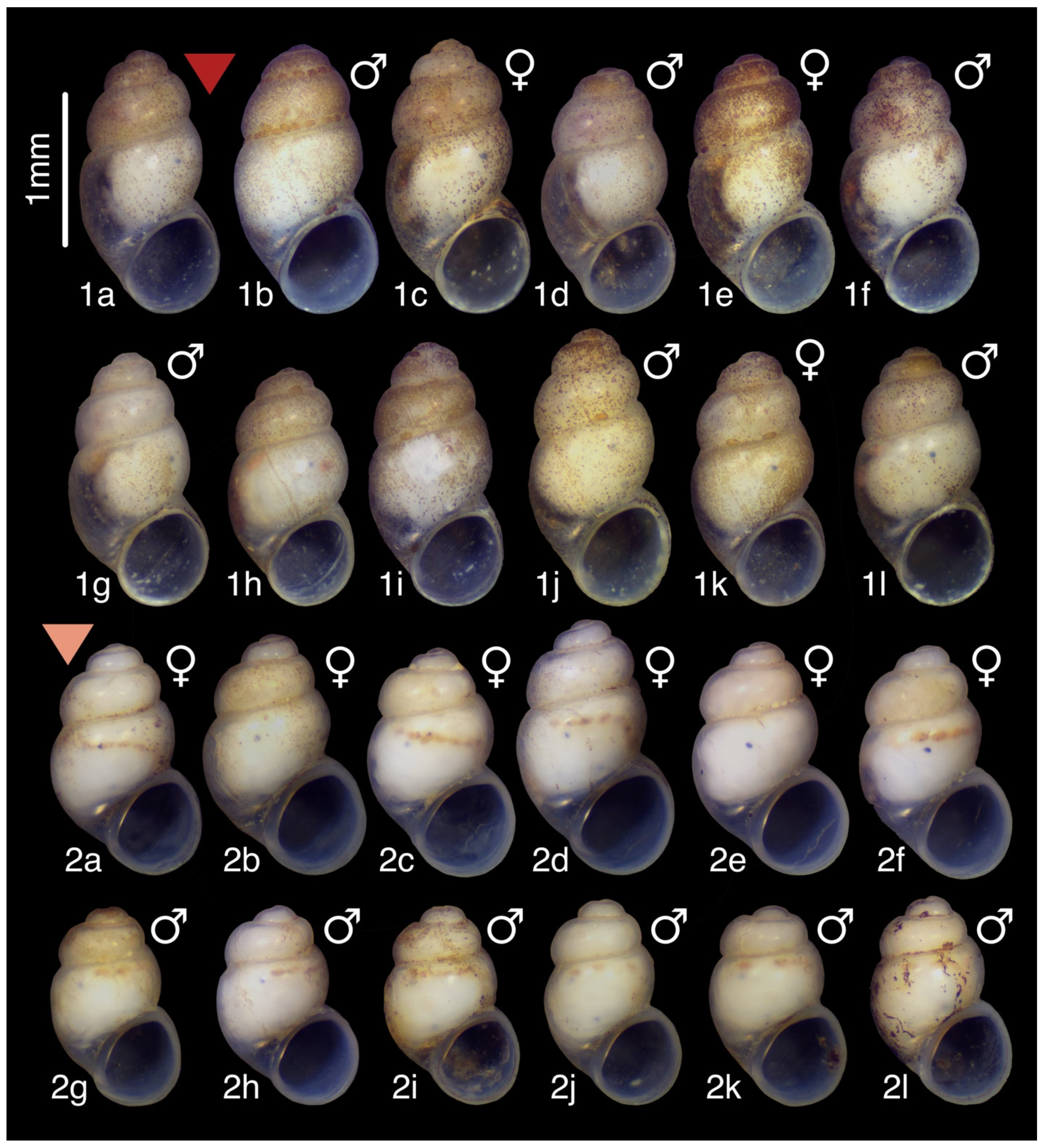 Diversity 15 00450 g009 Diversity 15 00450 g009