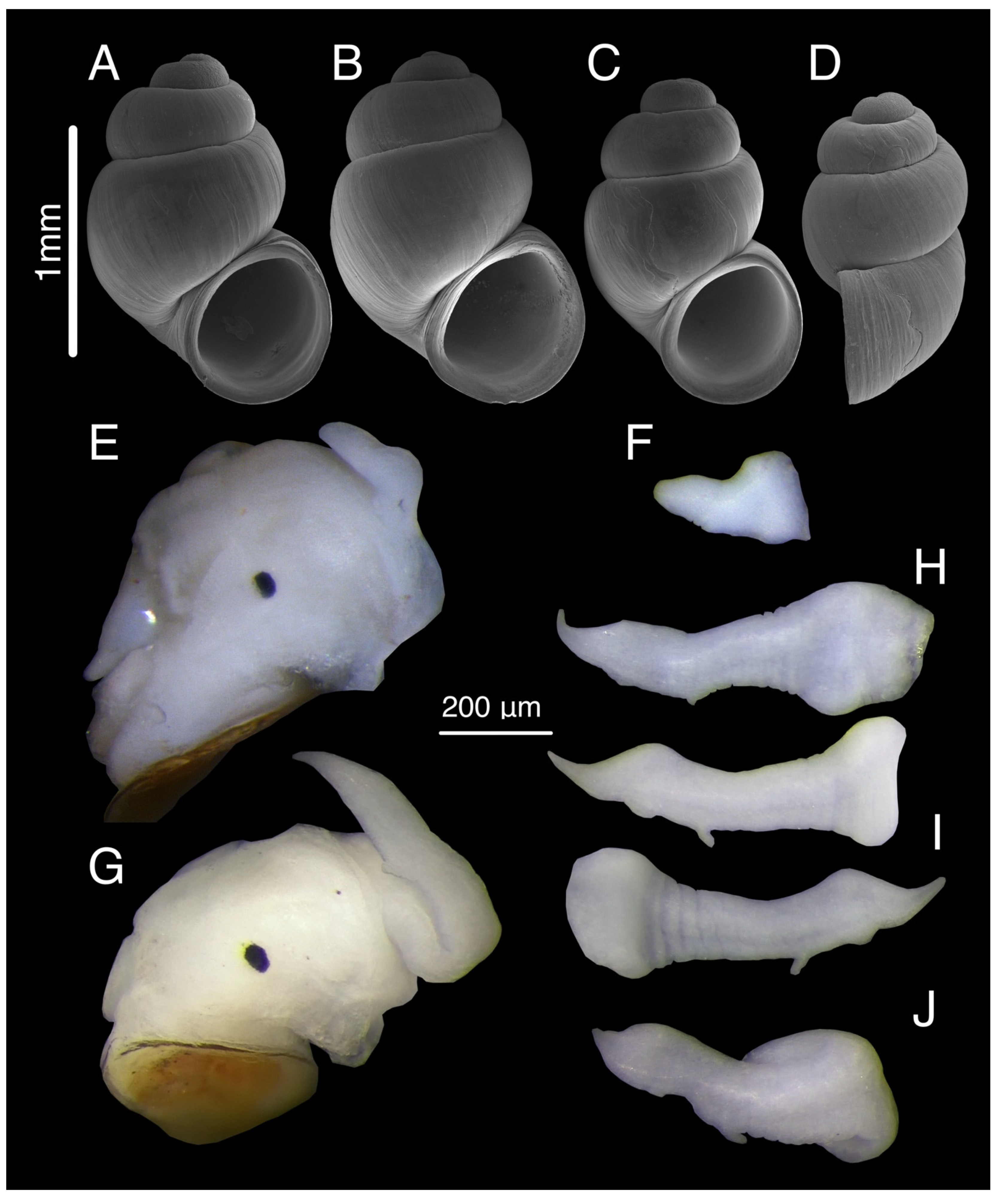 Diversity 15 00450 g010 Diversity 15 00450 g010