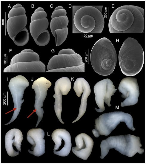 Diversity 15 00450 g011