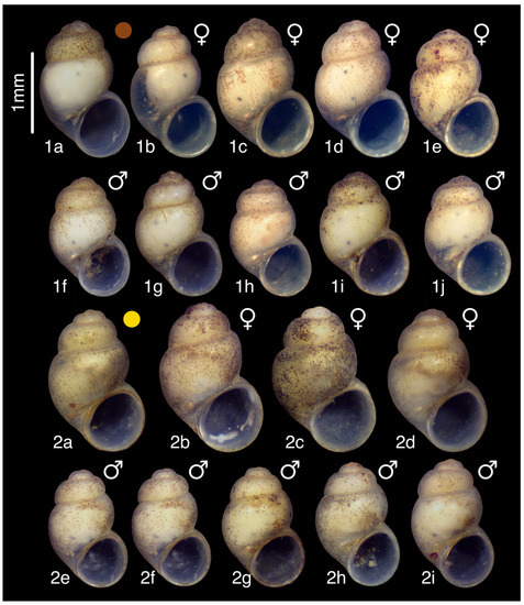 Diversity 15 00450 g012