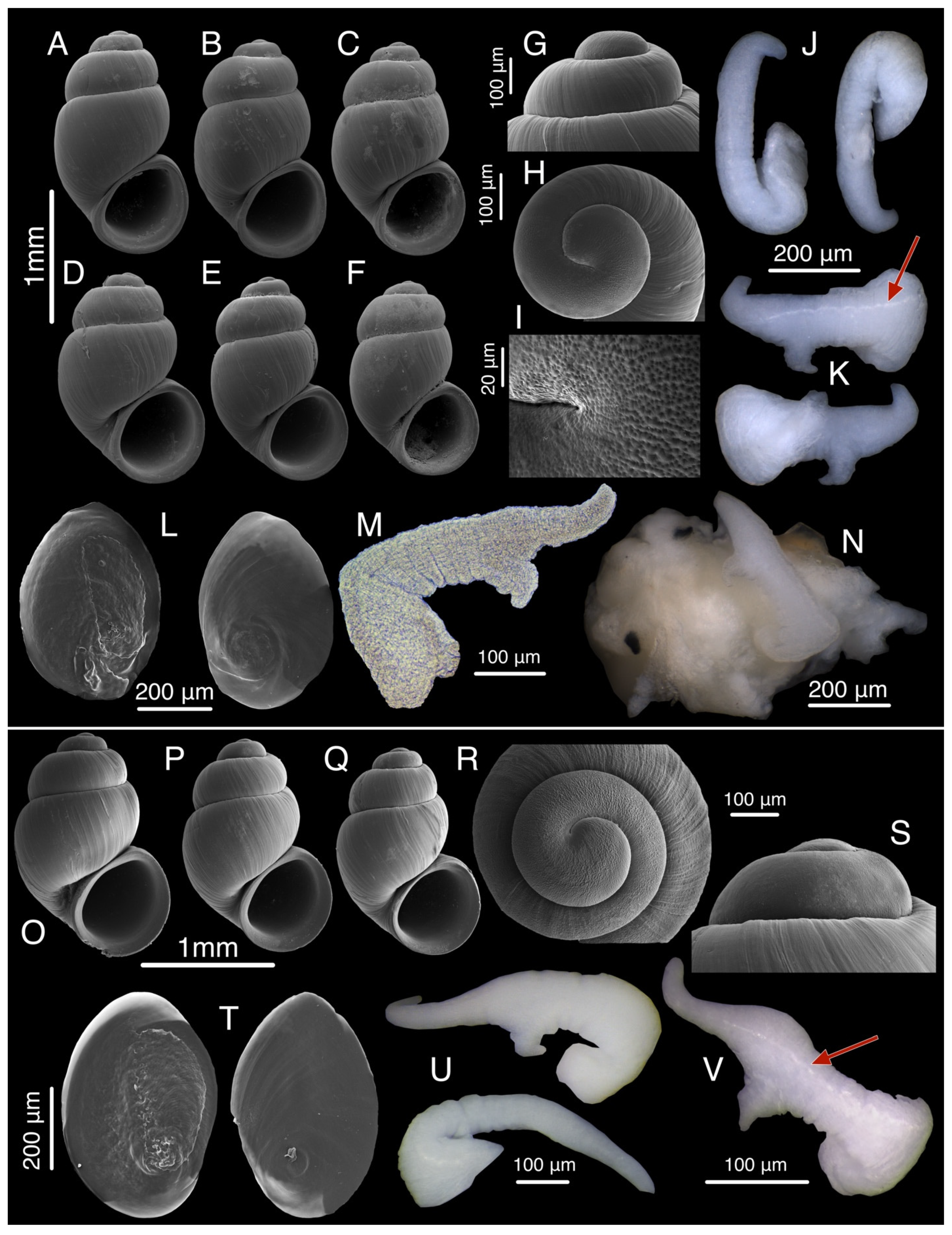 Diversity 15 00450 g013 Diversity 15 00450 g013
