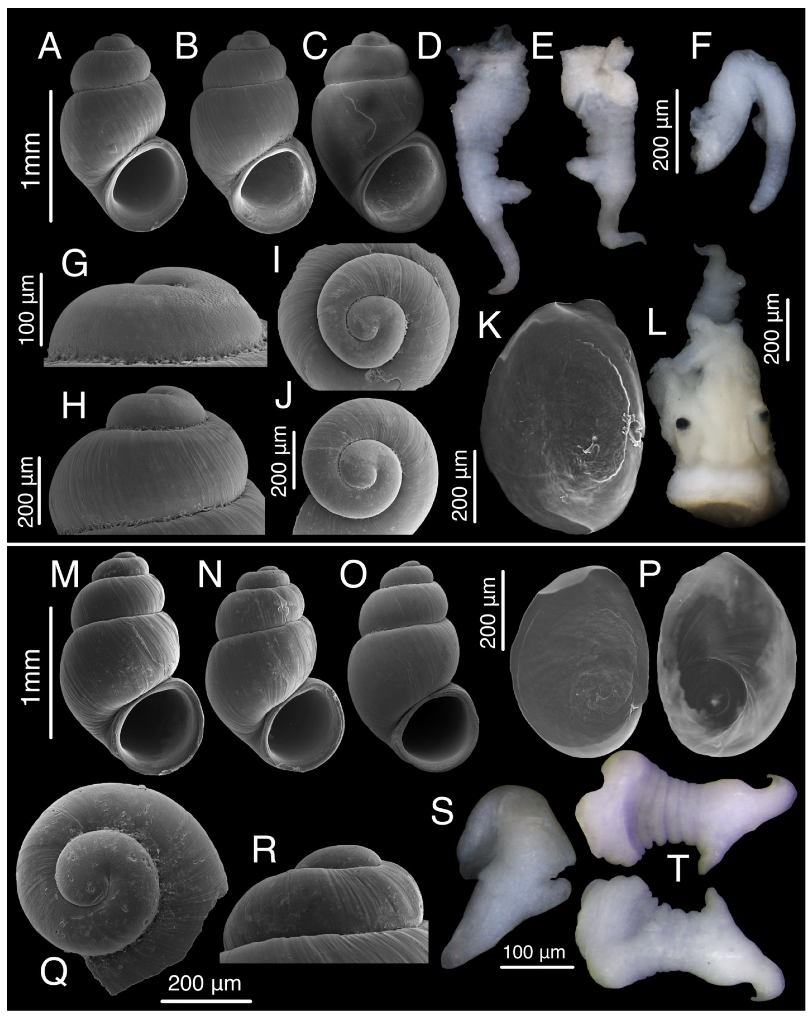 Diversity 15 00450 g014 Diversity 15 00450 g014