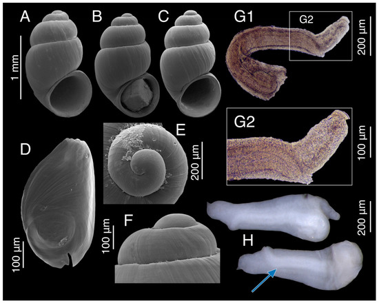Diversity 15 00450 g016