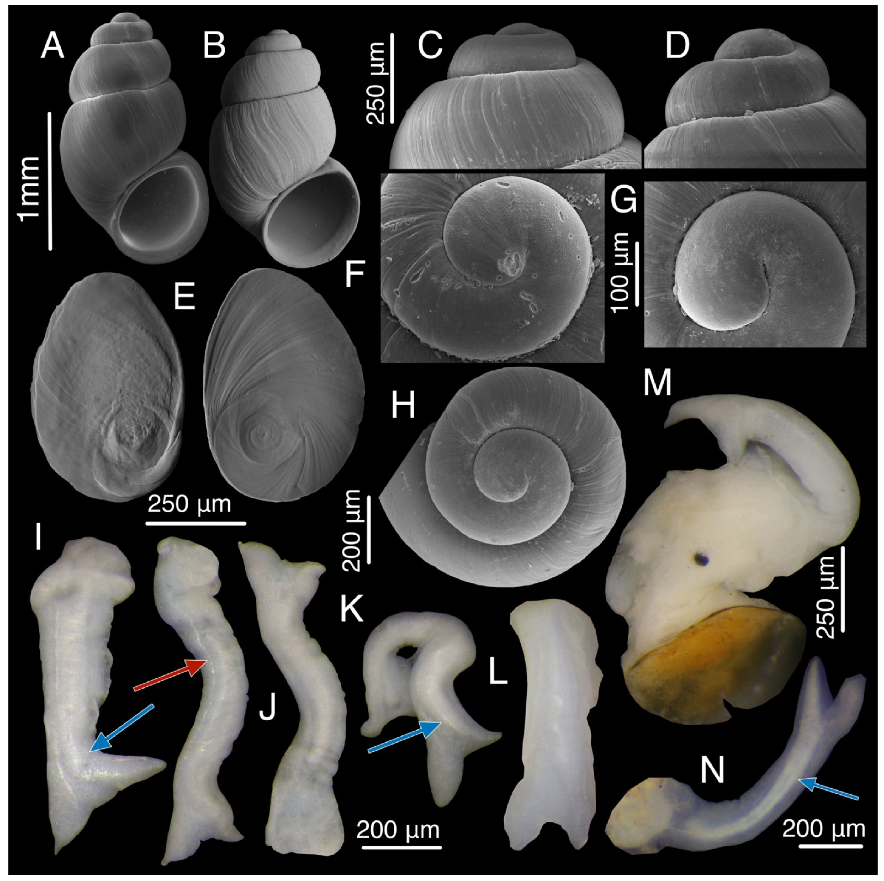 Diversity 15 00450 g017 Diversity 15 00450 g017