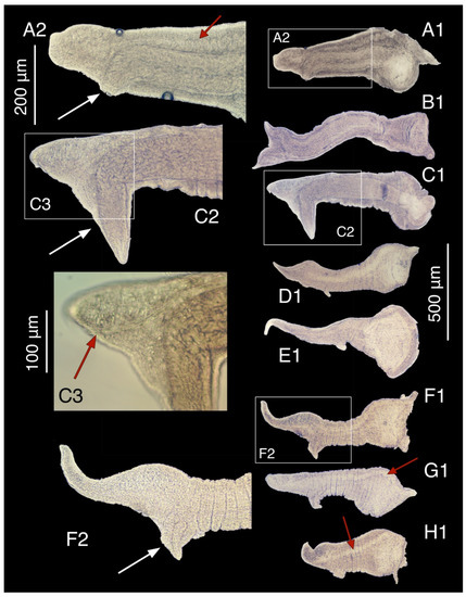 Diversity 15 00450 g019