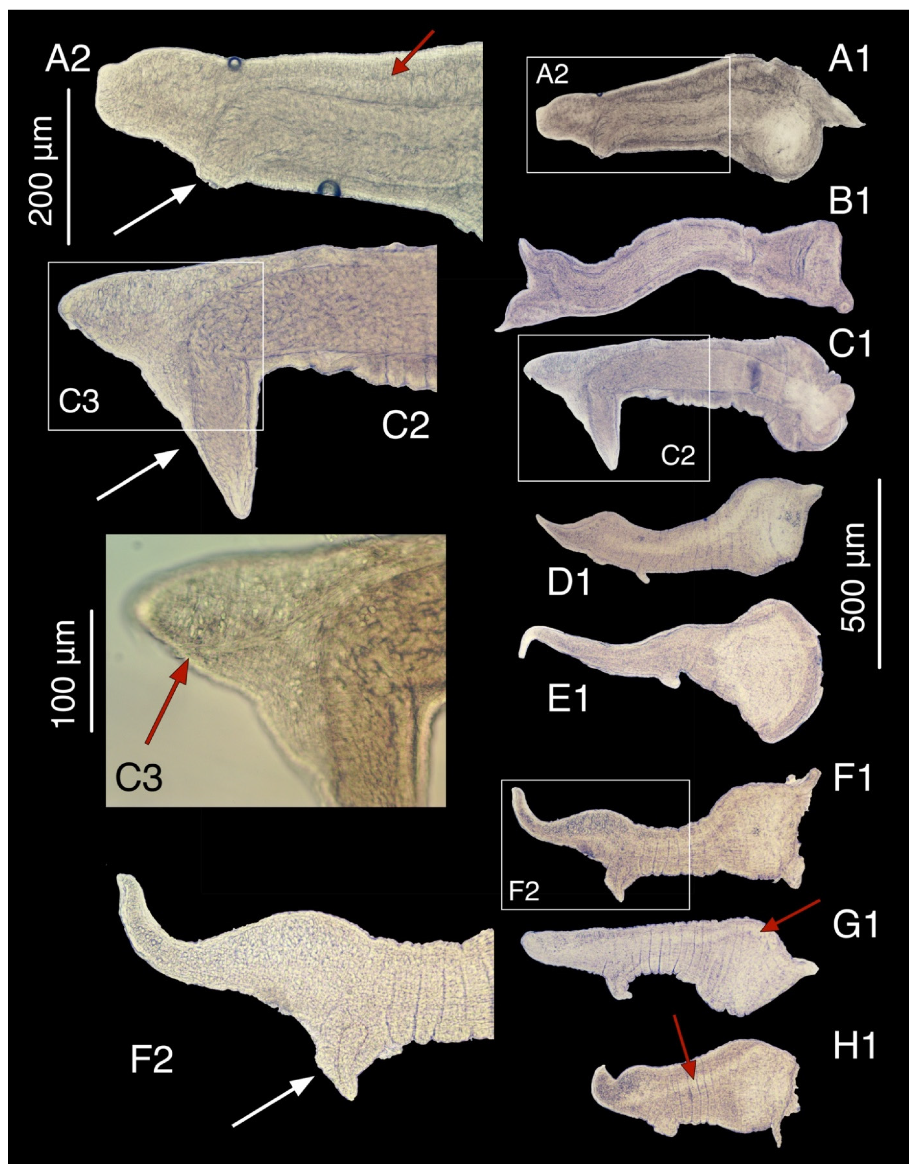 Diversity 15 00450 g019 Diversity 15 00450 g019
