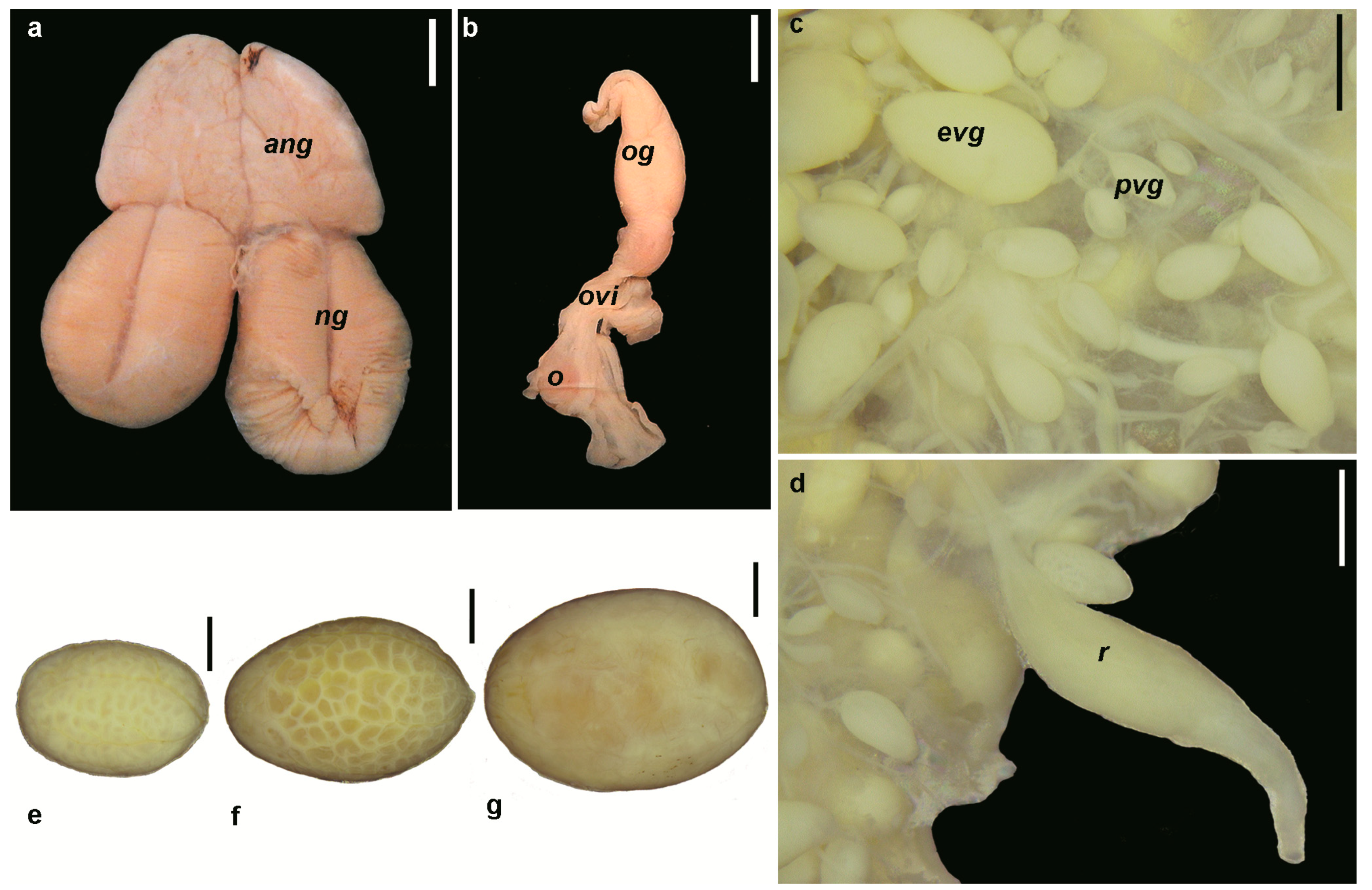 Diversity 15 00455 g001