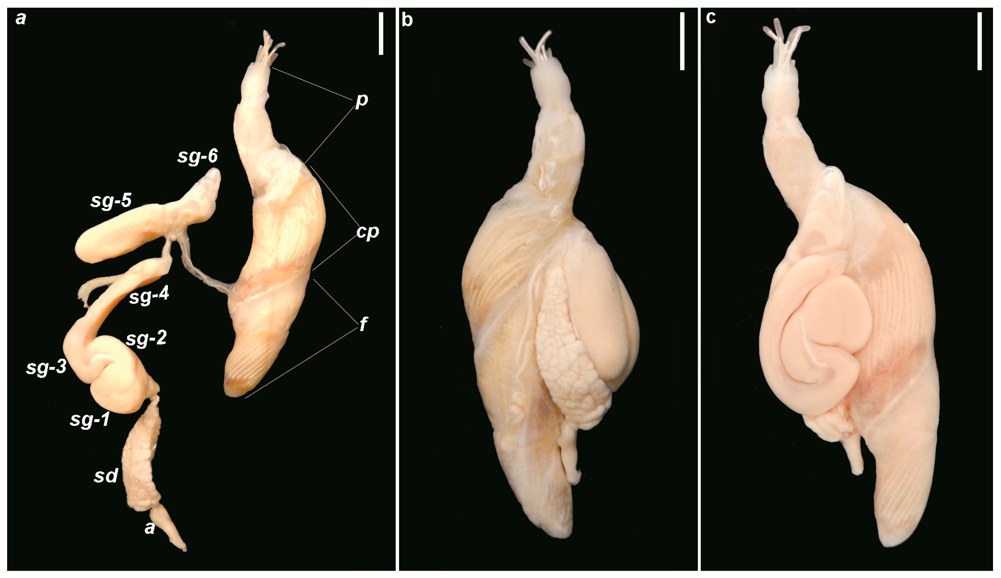 Diversity 15 00455 g005