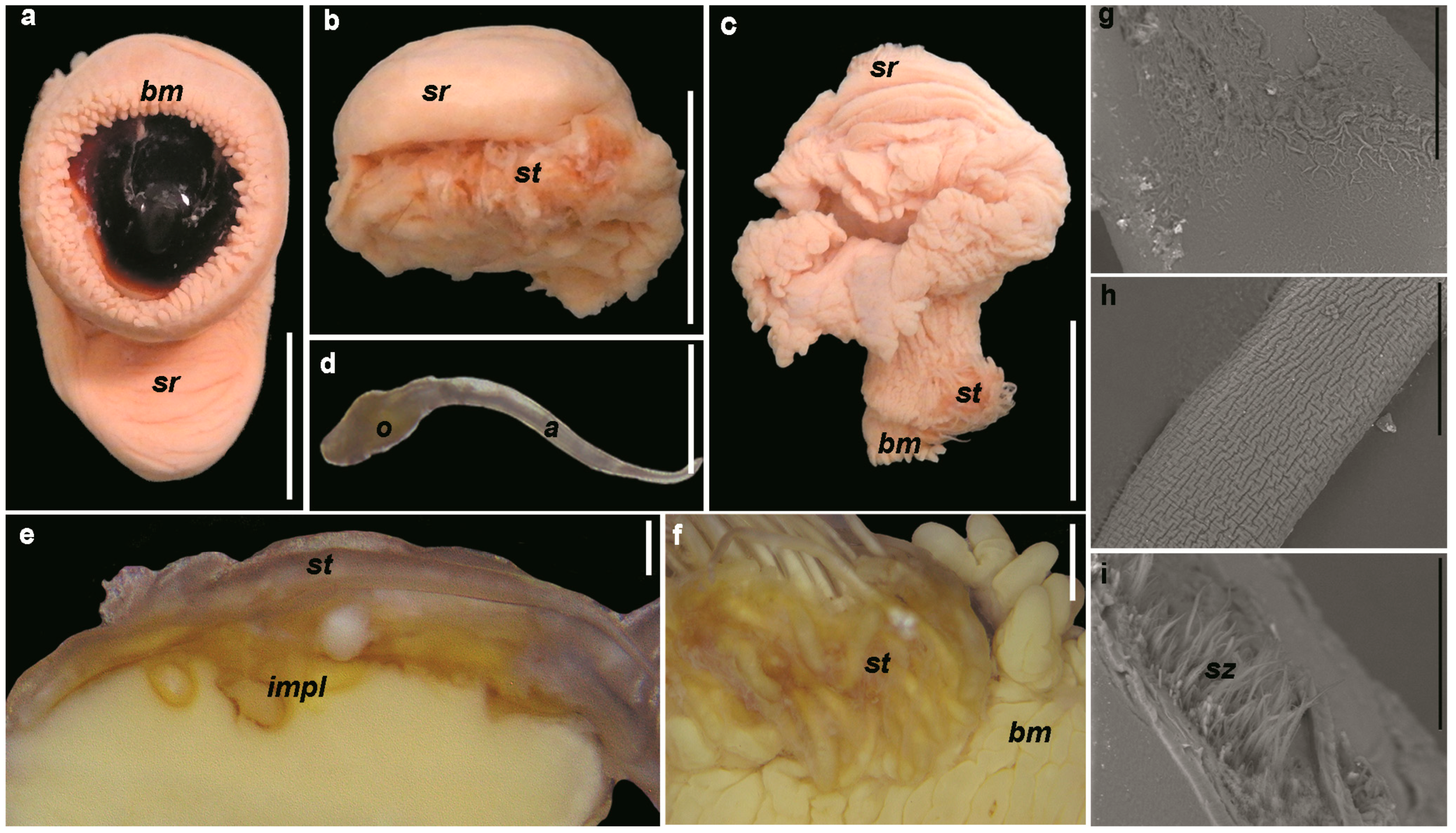 Diversity 15 00455 g007
