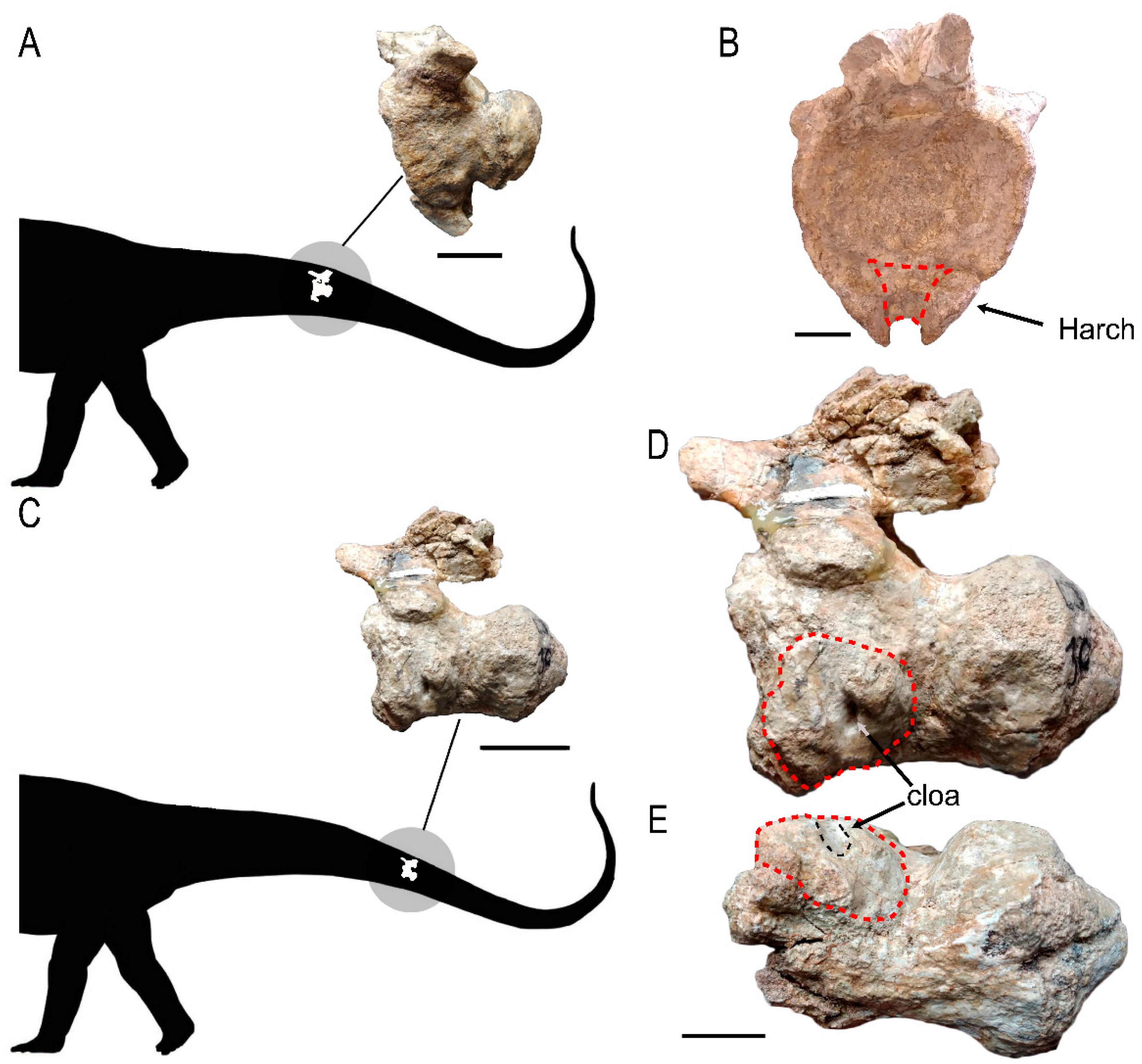 Diversity 15 00464 g002 Diversity 15 00464 g002