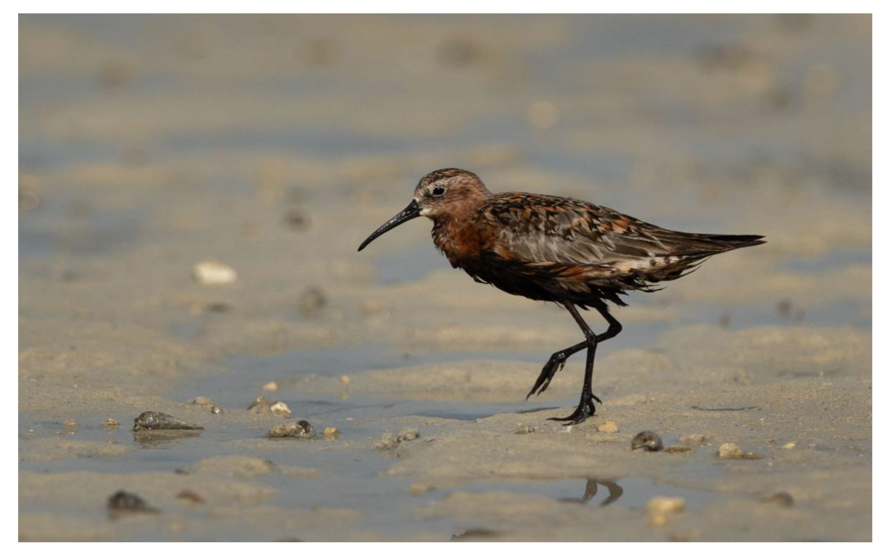 Diversity 15 00468 g002